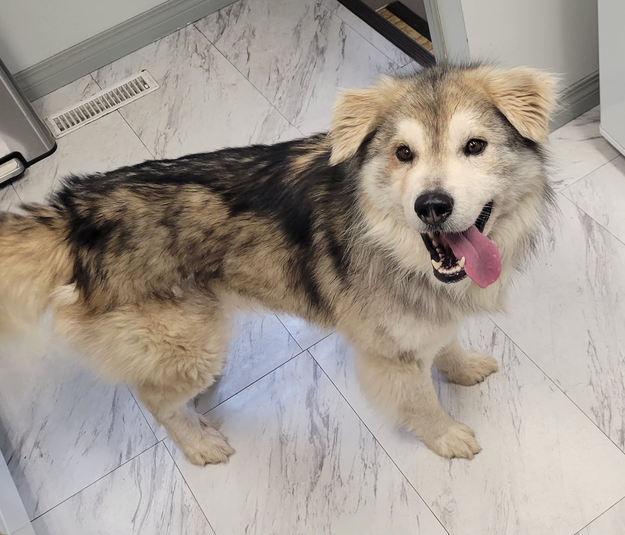 Schneider - Husky X available for adoption at Central Alberta Humane Society in Calgary