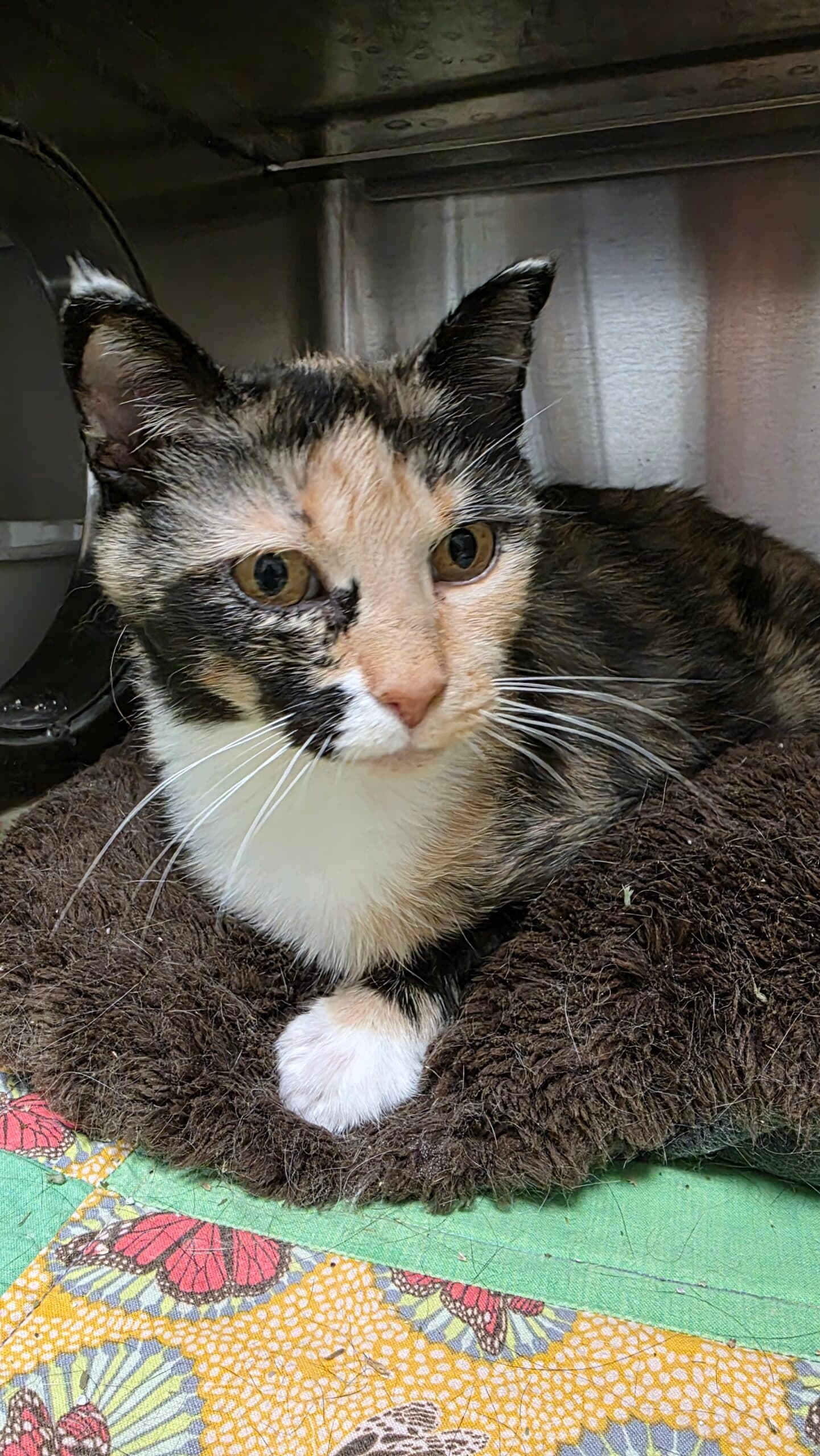 Xena - Domestic Short Hair cat available for adoption in Calgary