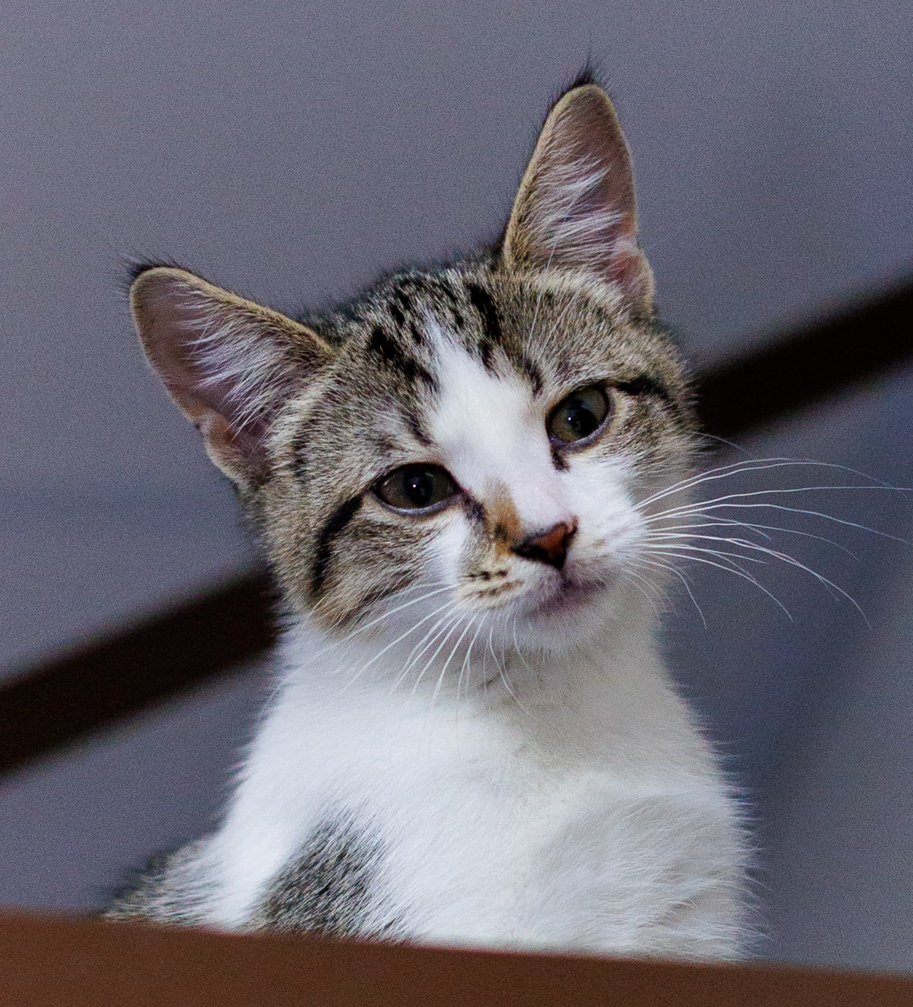 Bluebell - Domestic Short Hair cat available for adoption in Calgary