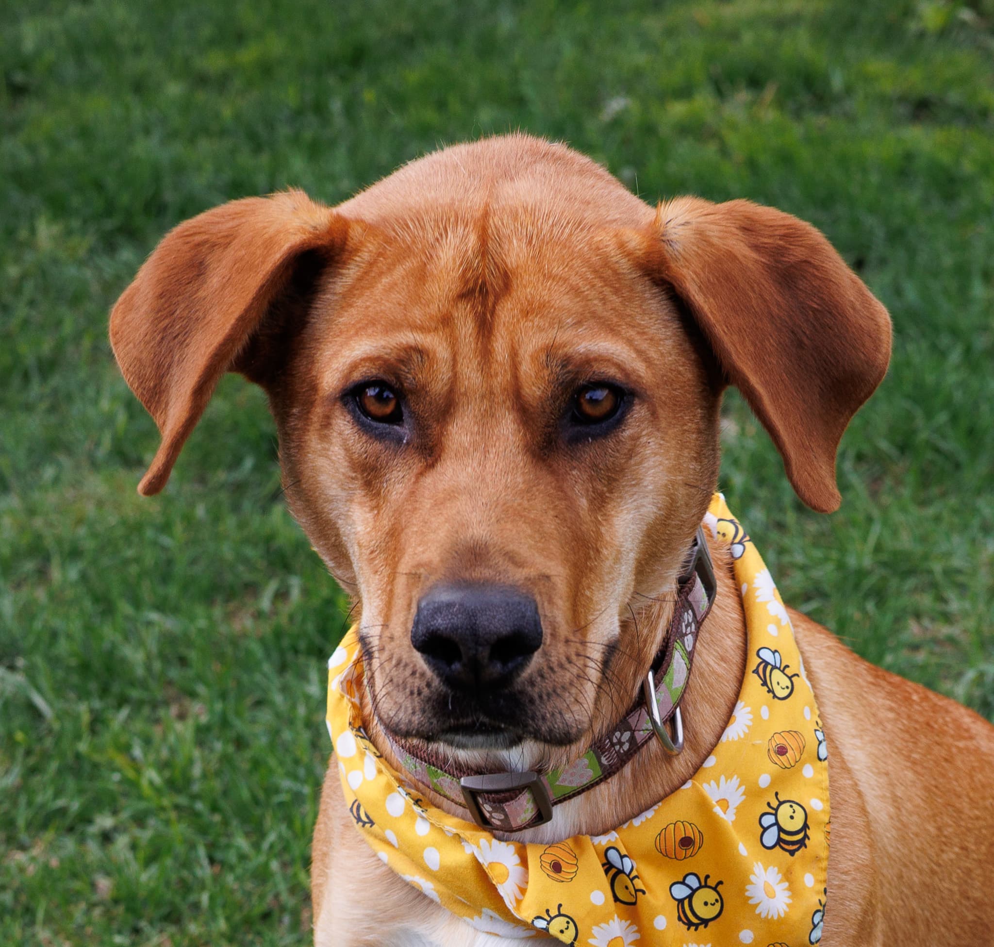 Buttercup - Lab/Shepherd Mix available for adoption at Central Alberta Humane Society in Calgary