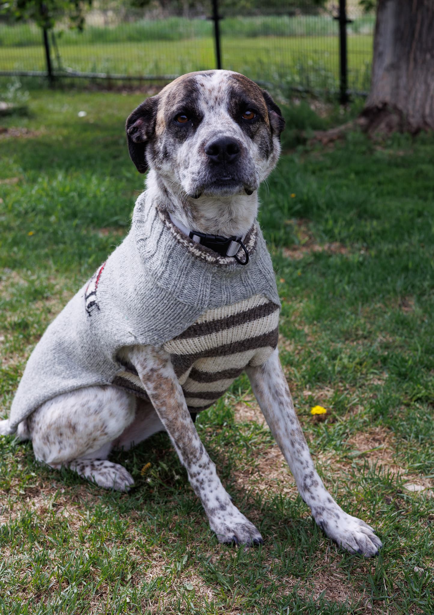 Jersey - Great Pyrenees / Shepherd Mix available for adoption at Central Alberta Humane Society in Calgary