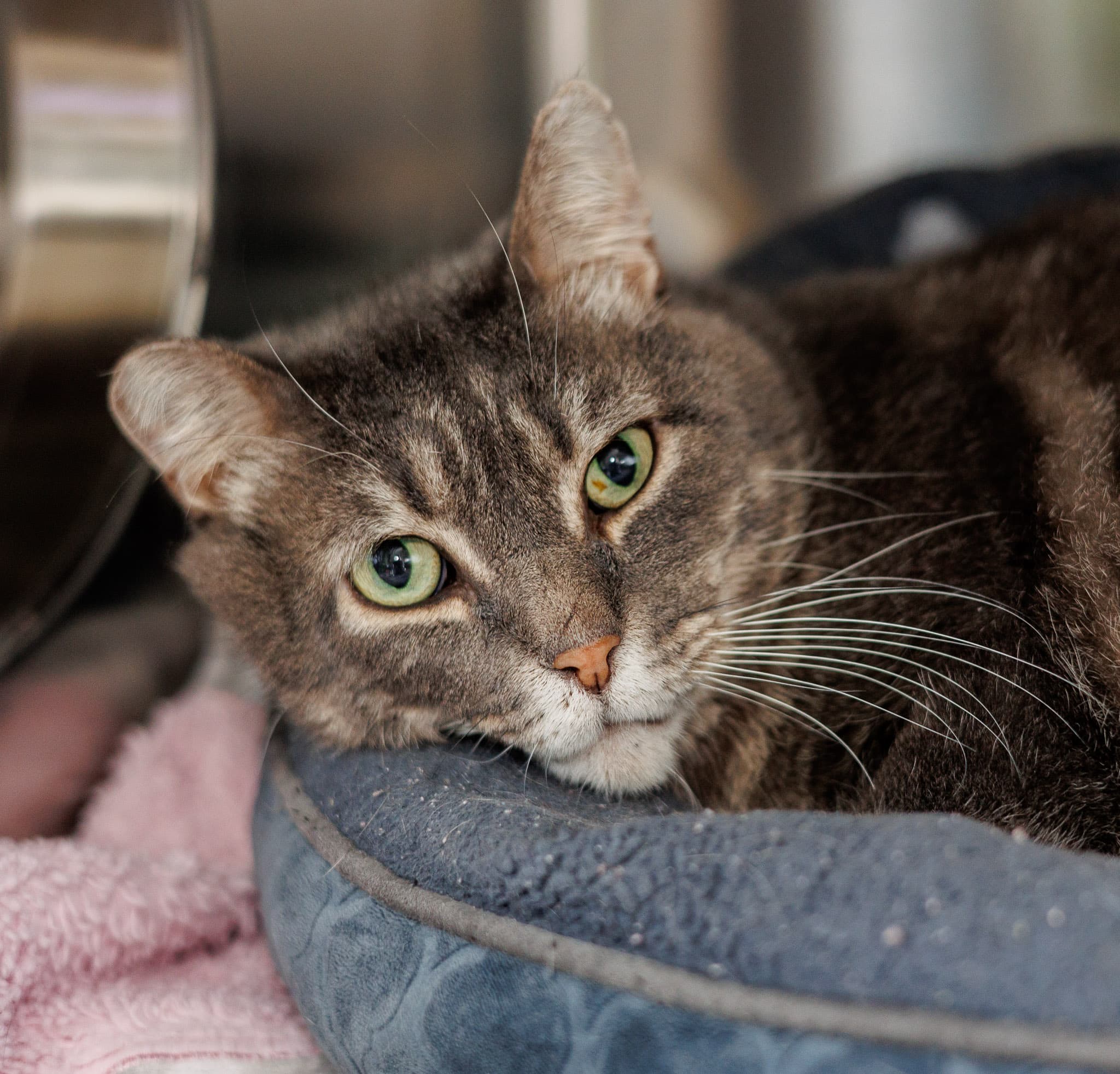 Malfoy - Domestic Short Hair cat available for adoption at Central Alberta Humane Society in Calgary