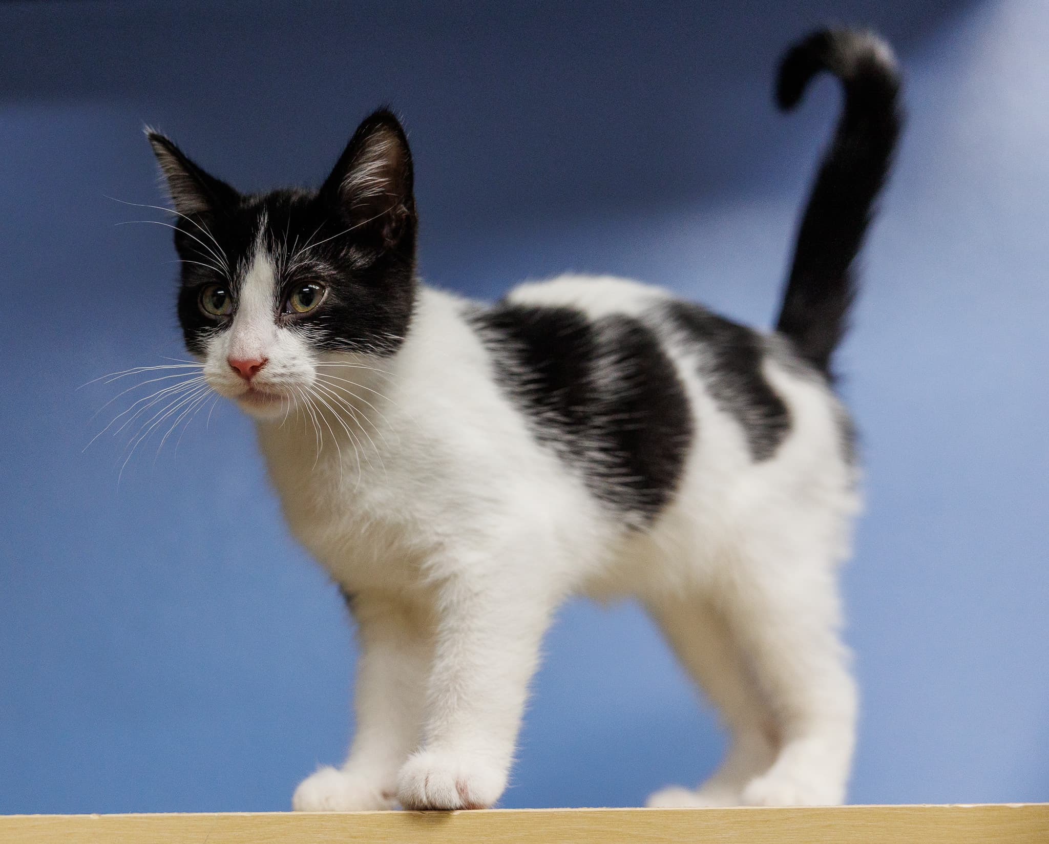 Pansy - Domestic Short Hair cat available for adoption in Calgary