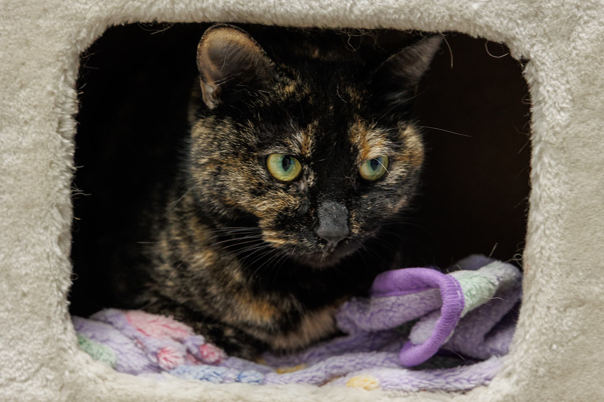 Pebbles - Domestic Short Hair cat available for adoption in Calgary