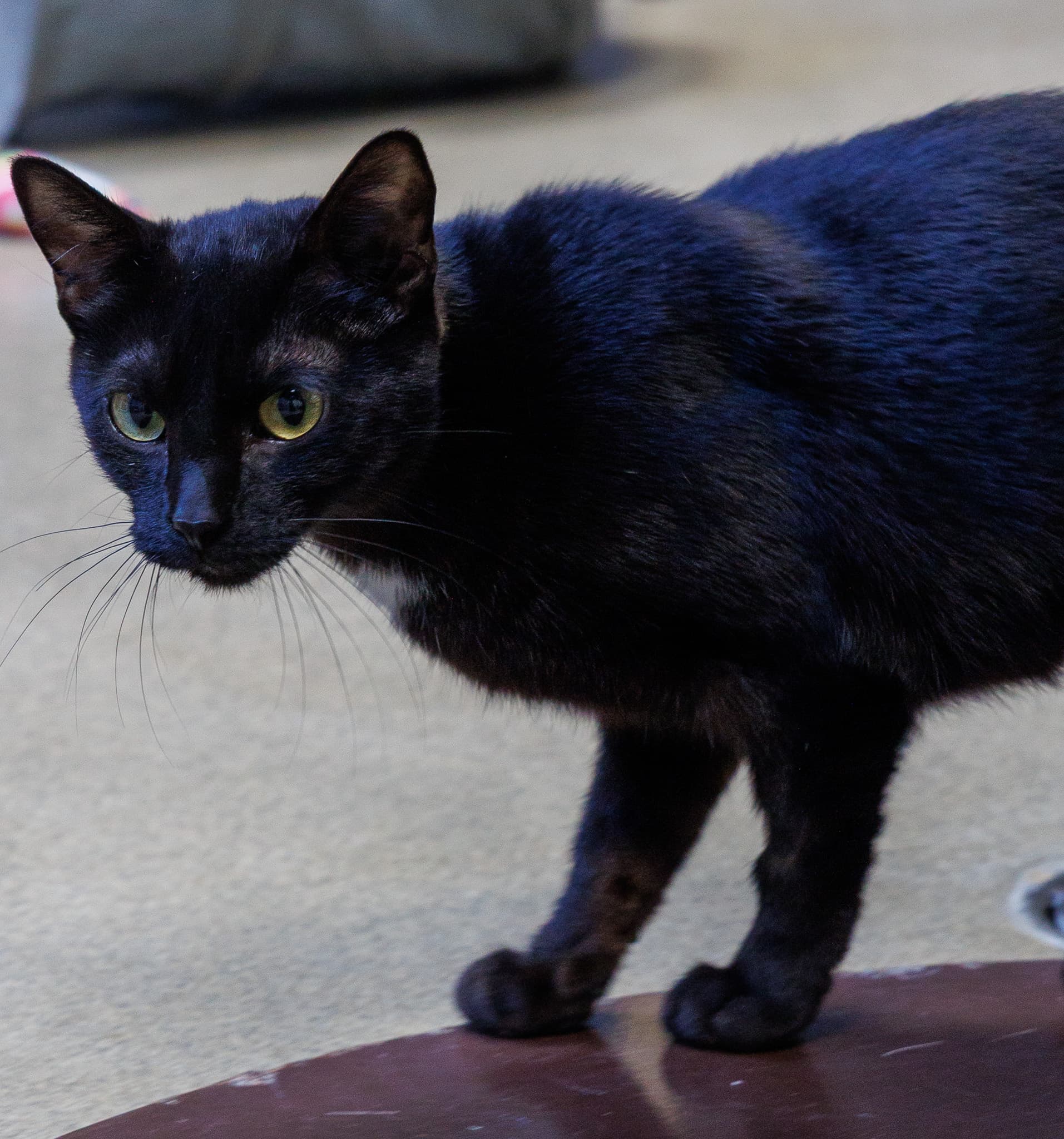 Presley - Domestic Short Hair cat available for adoption in Calgary