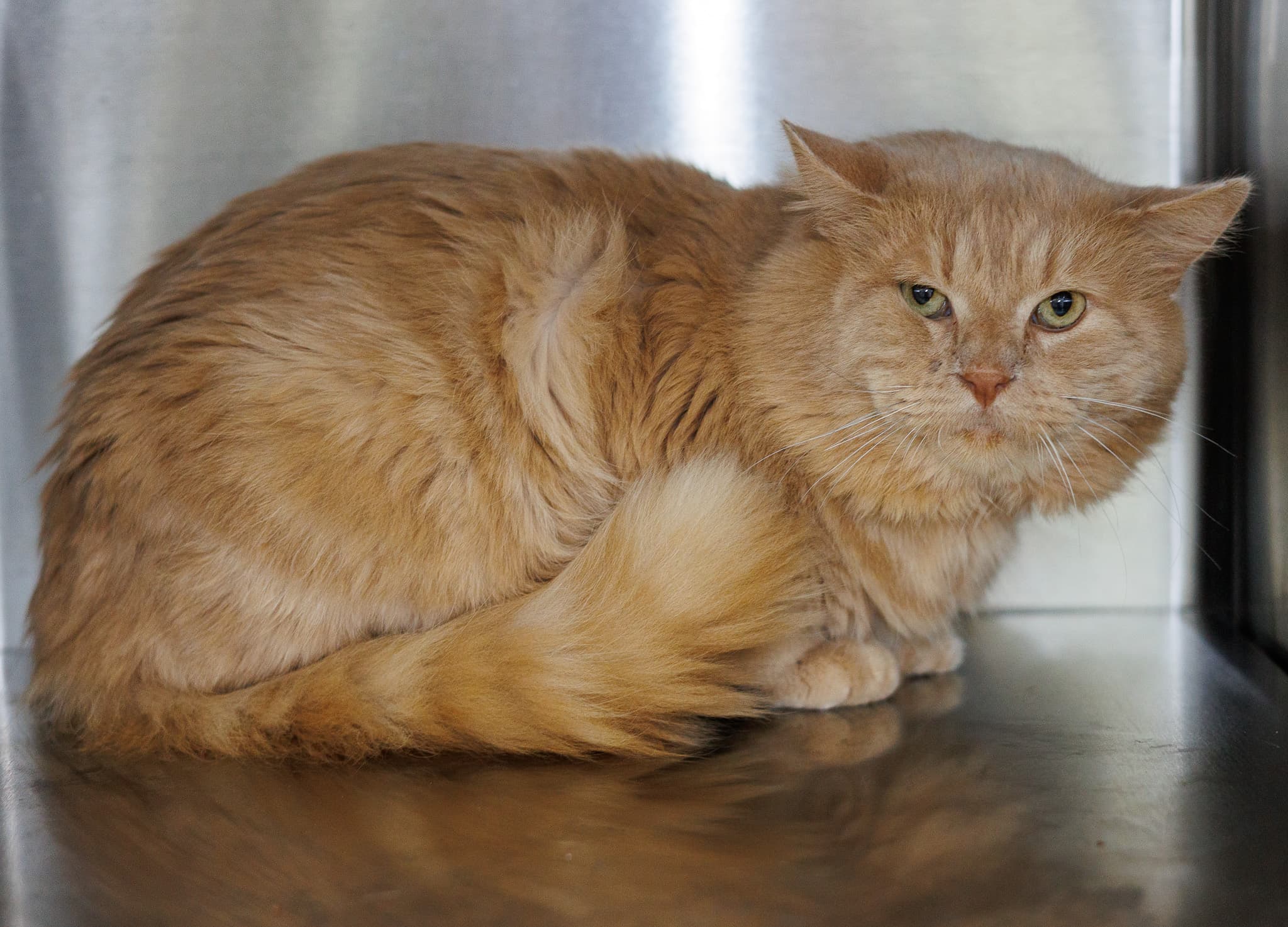 Remi - Domestic Medium Hair cat available for adoption in Calgary