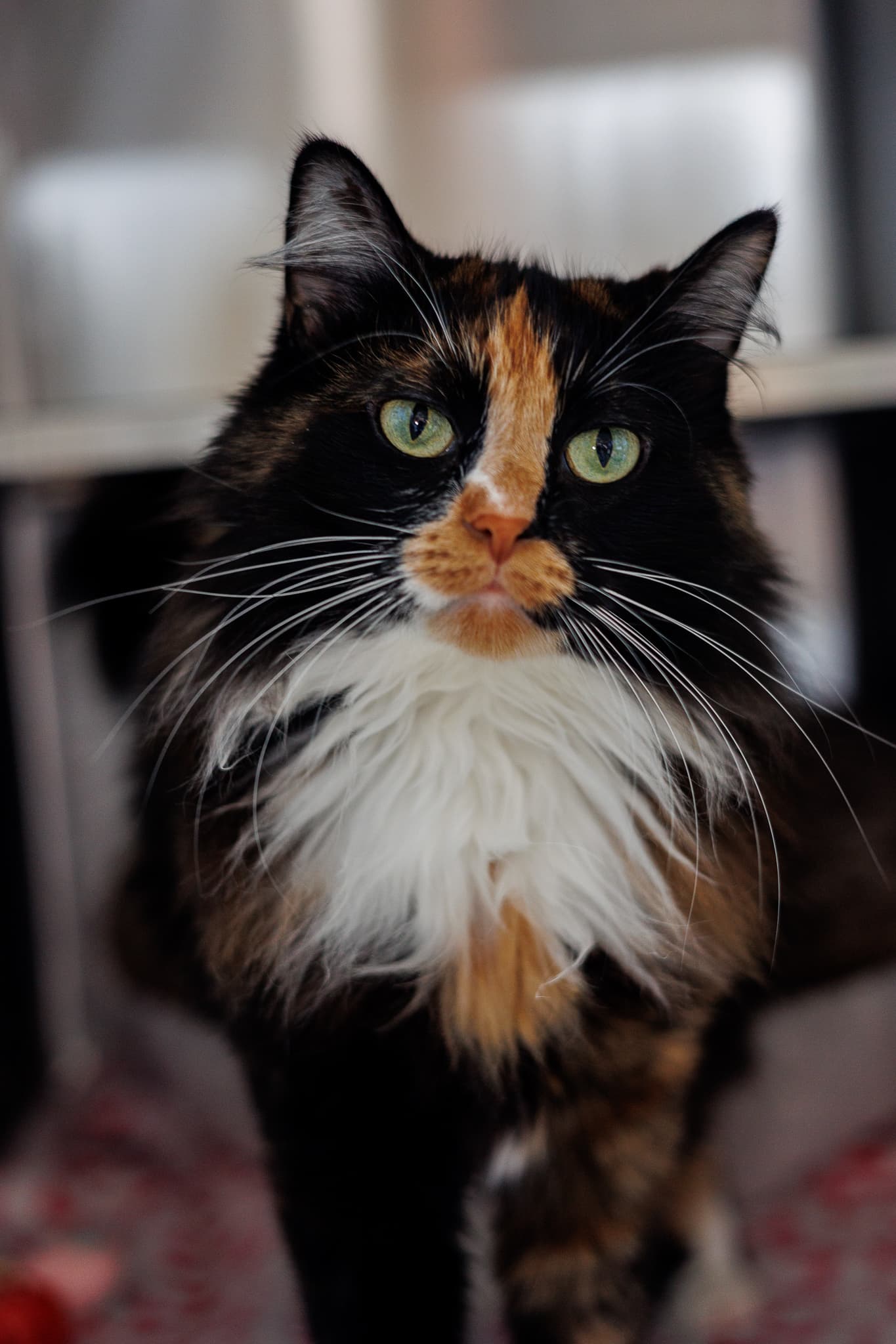 Rita - Domestic Long Hair cat available for adoption at Central Alberta Humane Society in Calgary
