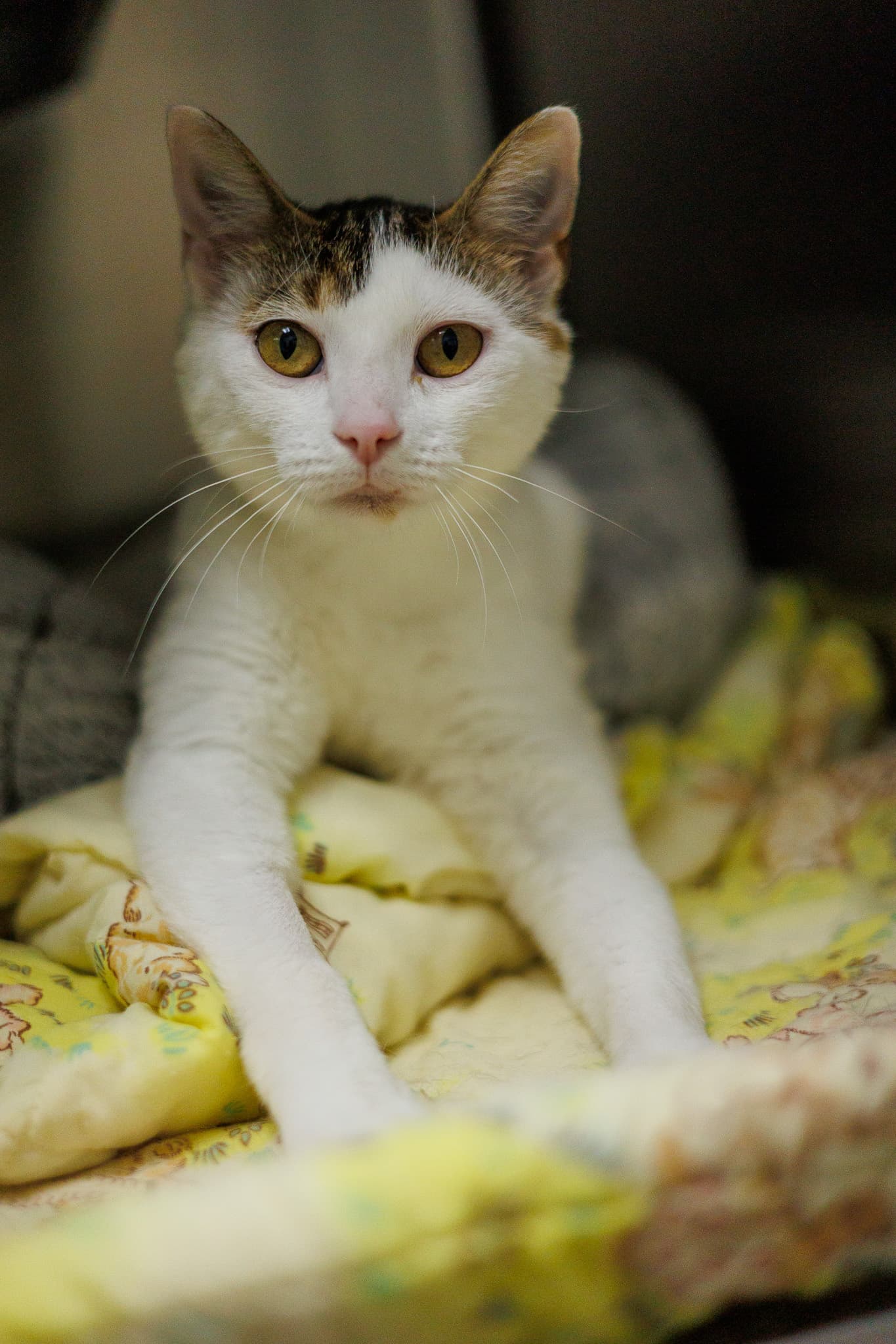 Gretchen - Domestic Short Hair cat available for adoption at Central Alberta Humane Society in Calgary