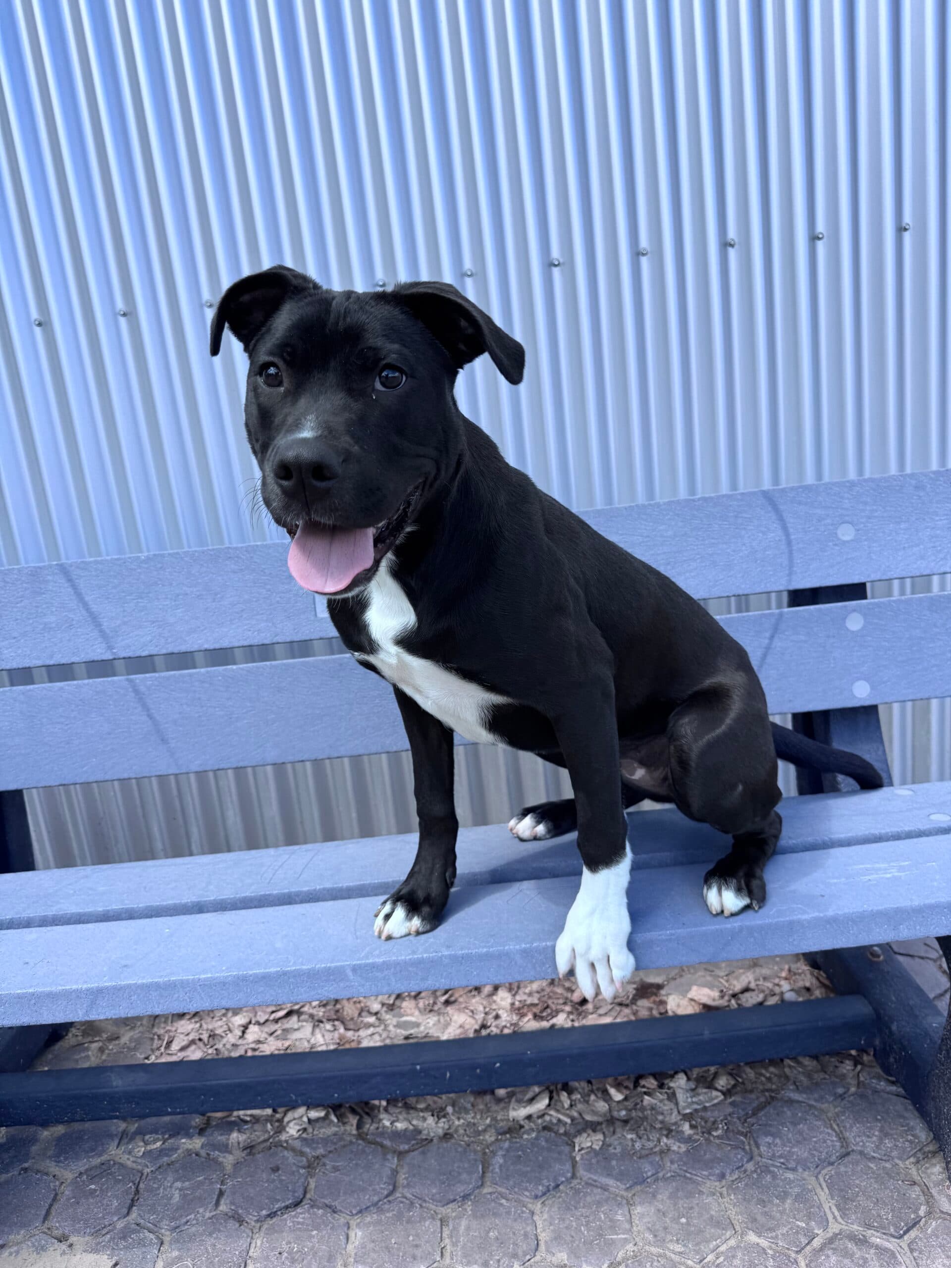 Oreo - Pitbull Mix available for adoption at Central Alberta Humane Society in Calgary