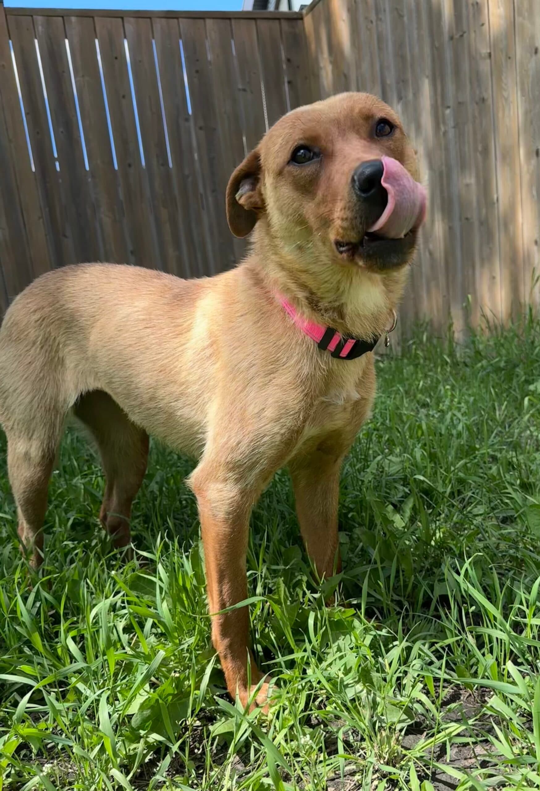 Tuna - Australian cattle x Pitbull available for adoption