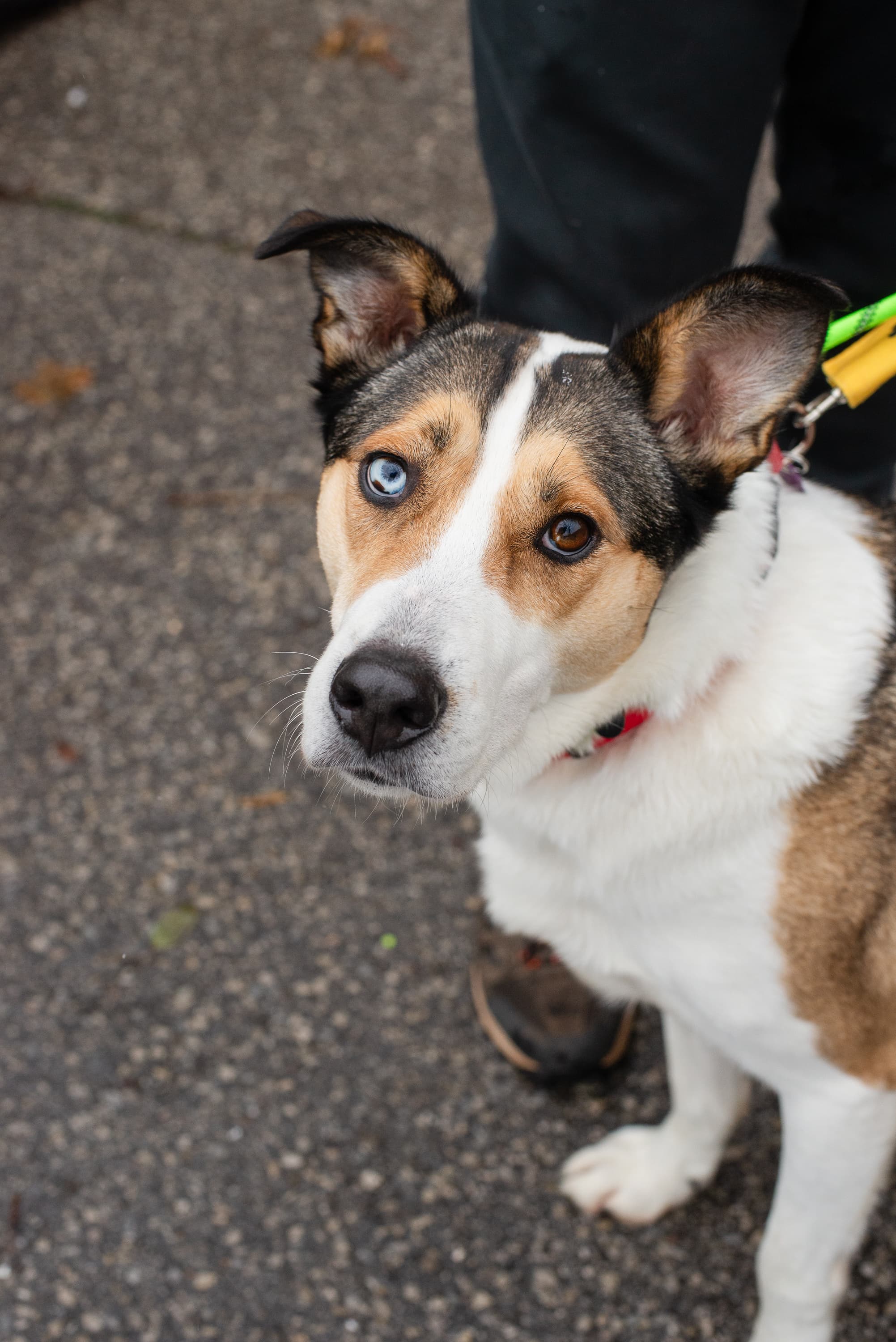 Mount Crumpit - Mixed Breed available for adoption at Redemption Paws in Toronto (1 of 3)
