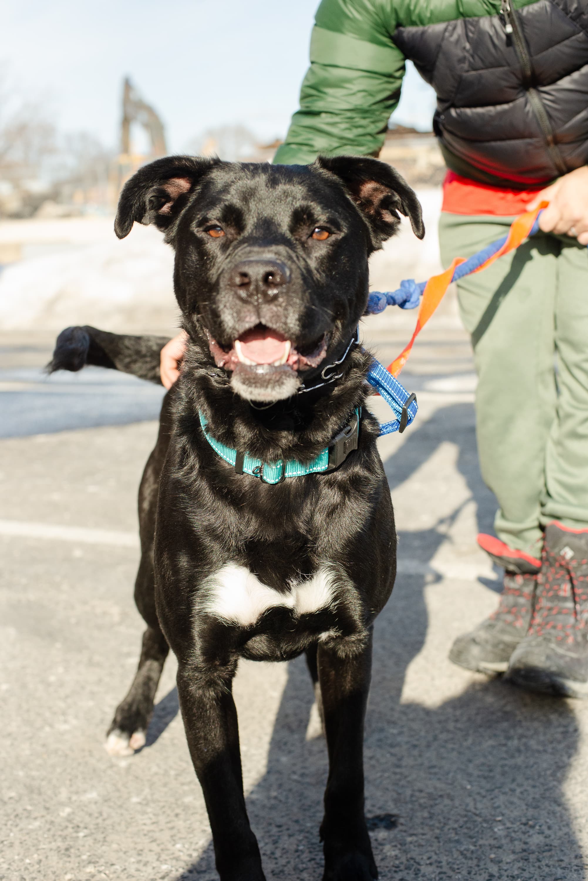 Kip - Mixed Breed available for adoption at Redemption Paws in Toronto (1 of 3)