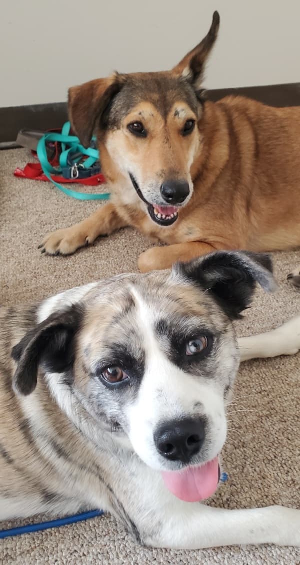 Luffield - Mixed Breed available for adoption at Redemption Paws in Toronto (1 of 3)