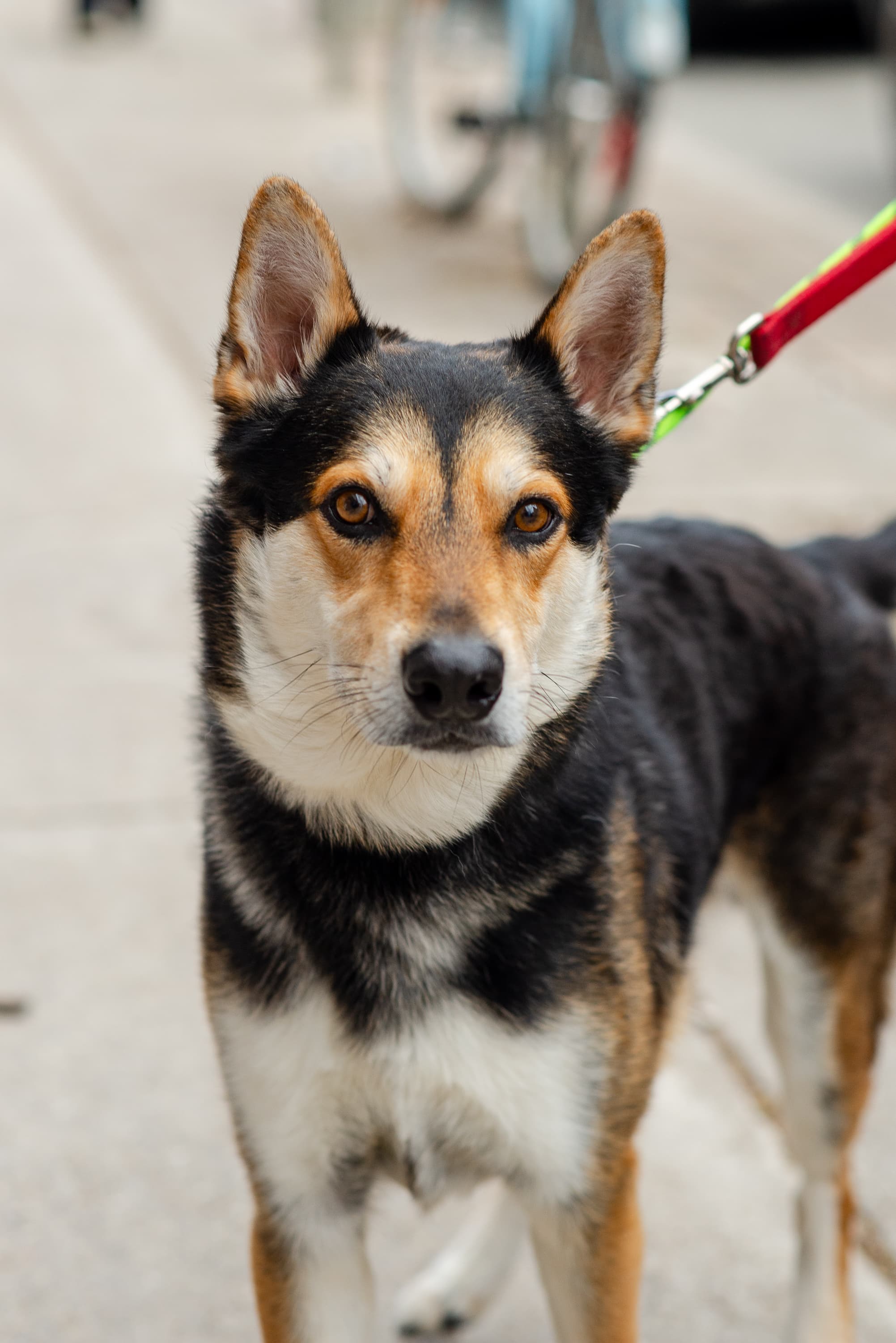 Caramel Macchiato - Mixed Breed available for adoption at Redemption Paws in Toronto (1 of 3)