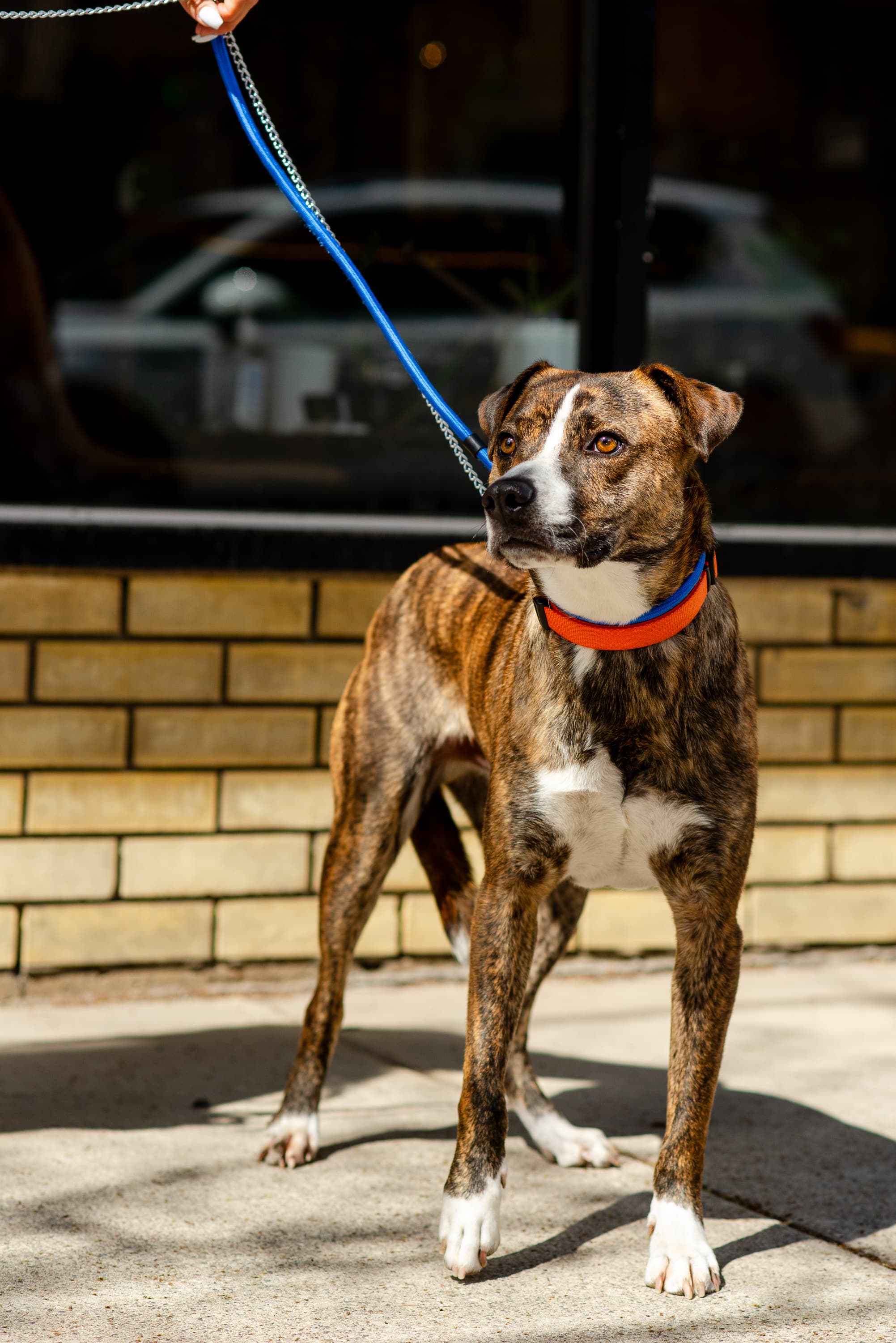 Diamond - Mixed Breed available for adoption at Redemption Paws in Toronto (1 of 3)