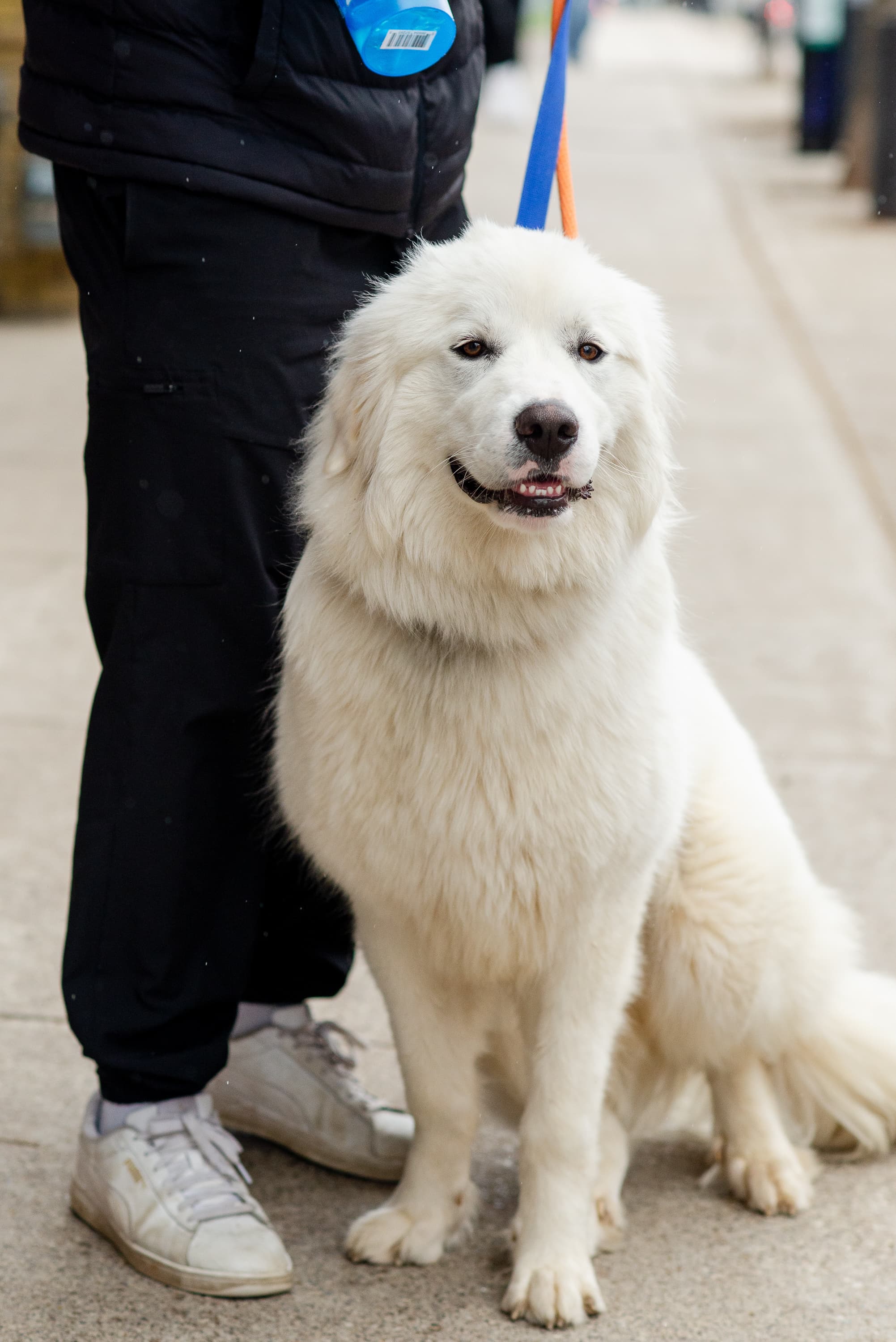 Hyacinth - Mixed Breed available for adoption at Redemption Paws in Toronto (1 of 3)