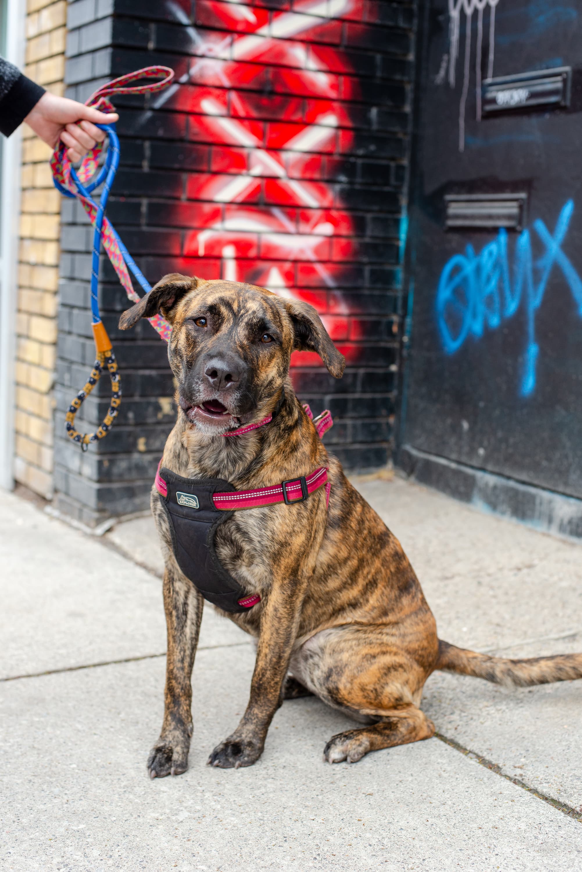 Lella - Mixed Breed available for adoption at Redemption Paws in Toronto (1 of 2)