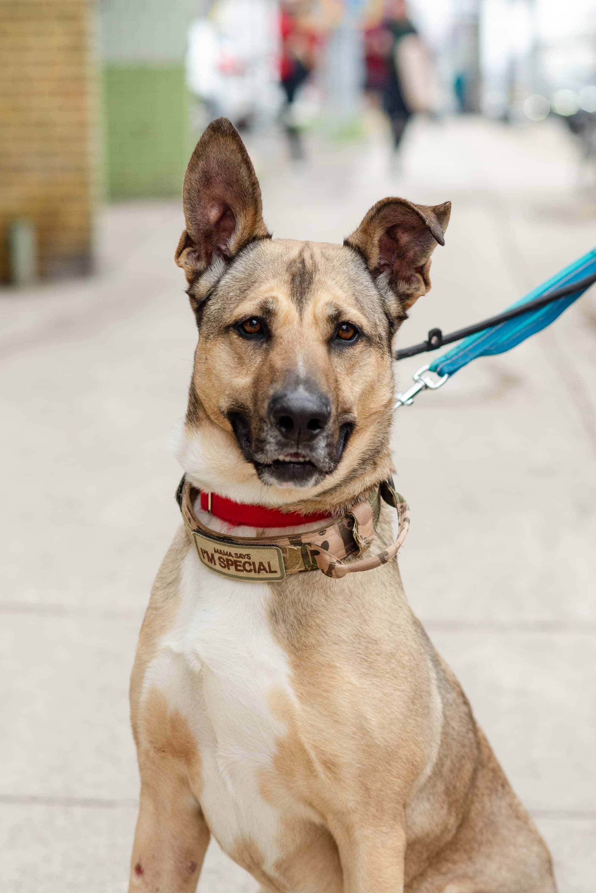 Marcus - Mixed Breed available for adoption at Redemption Paws in Toronto (1 of 3)