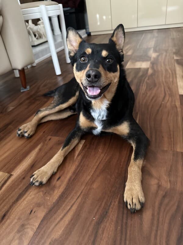Brooklands - Mixed Breed available for adoption at Redemption Paws in Toronto (1 of 3)