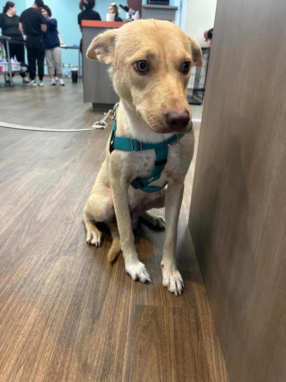 Asti - Mixed Breed available for adoption at Redemption Paws in Toronto