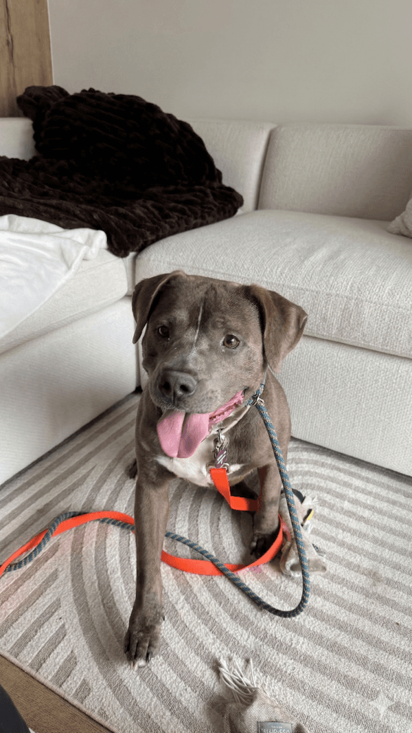 Andretti - Mixed Breed available for adoption at Redemption Paws in Toronto (1 of 3)