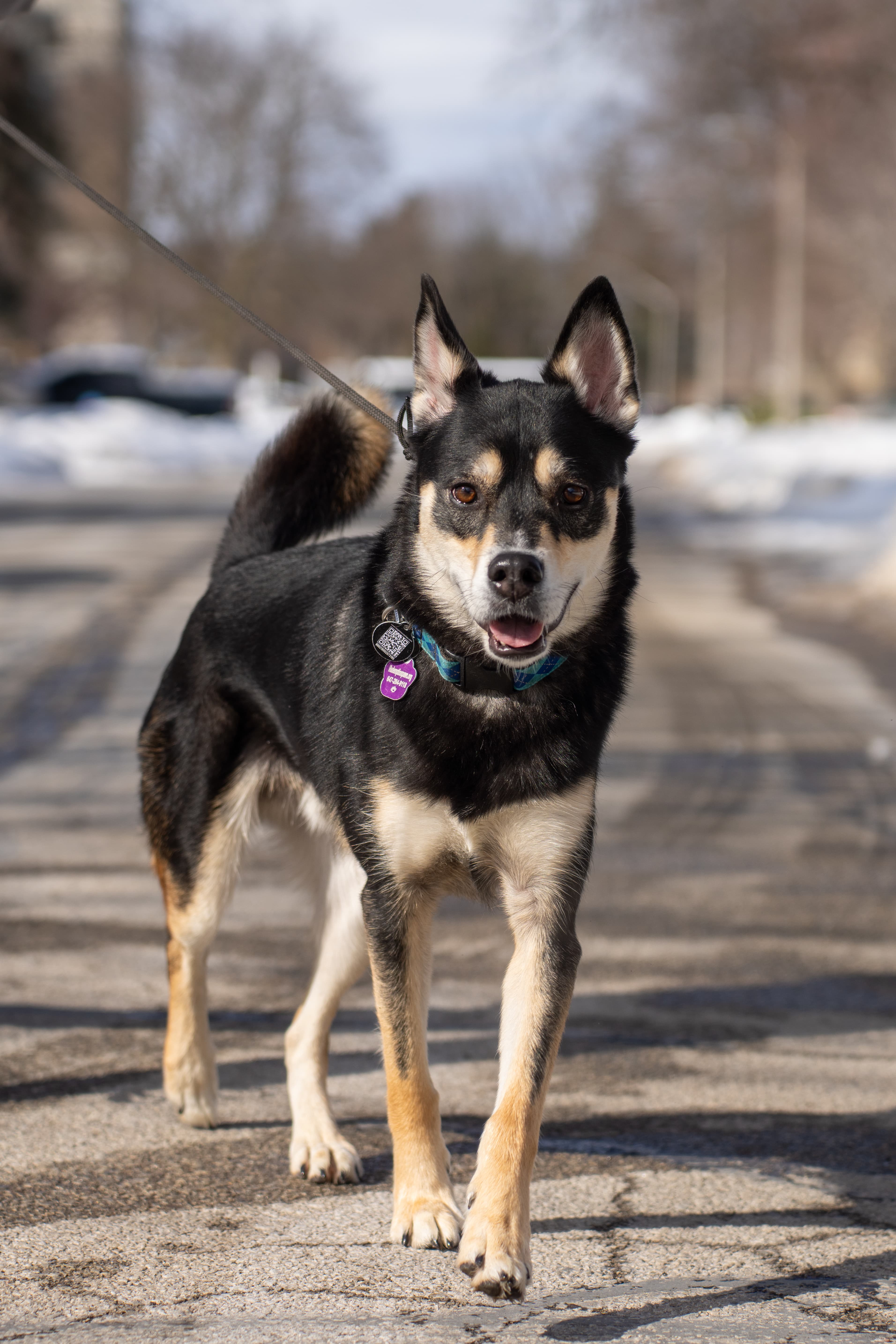 Fuzzle - Mixed Breed available for adoption at Redemption Paws in Toronto (1 of 3)