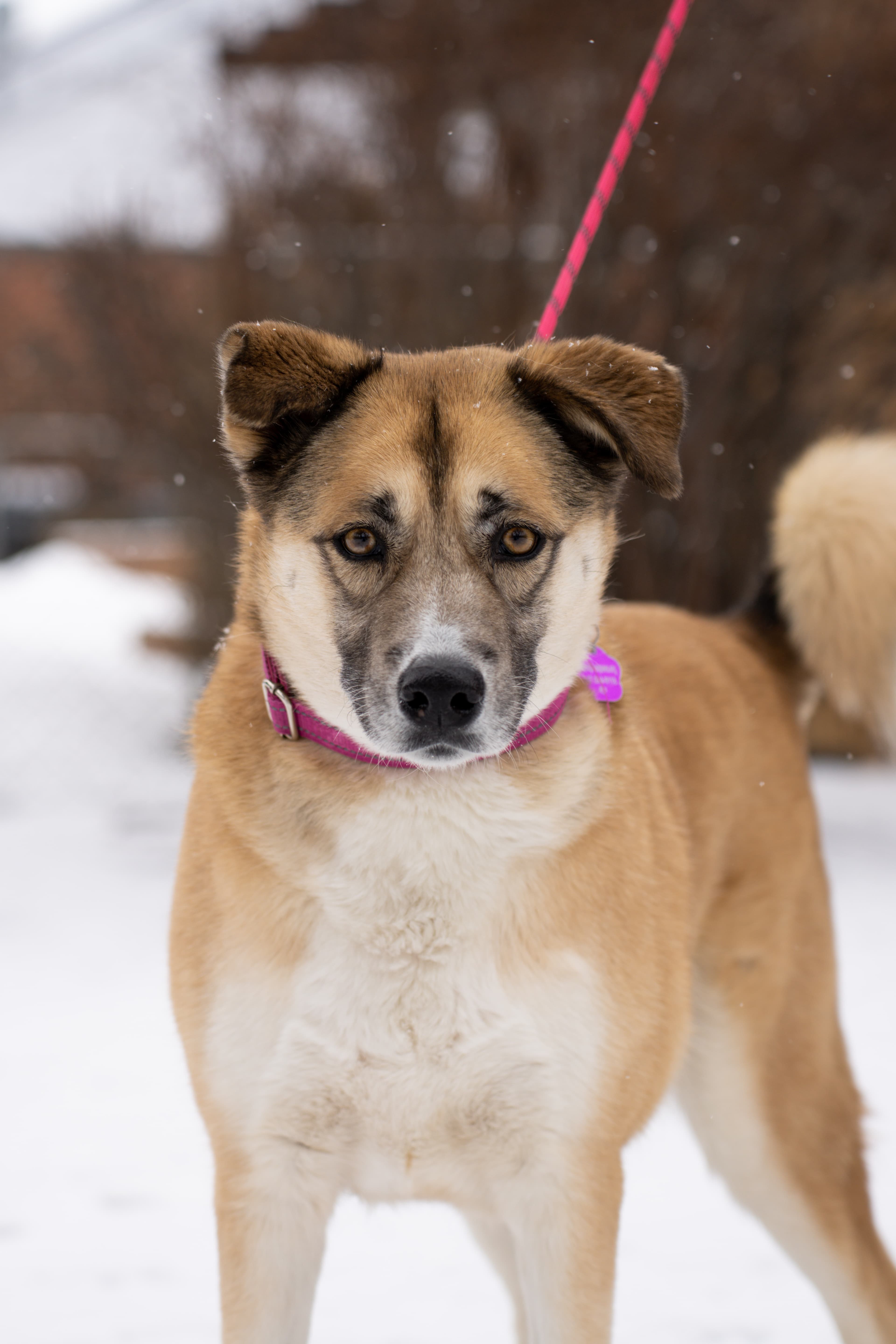 Lucy Lou - Mixed Breed available for adoption at Redemption Paws in Toronto (1 of 2)