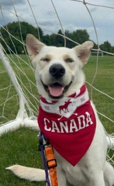 Gaeta - Mixed Breed available for adoption