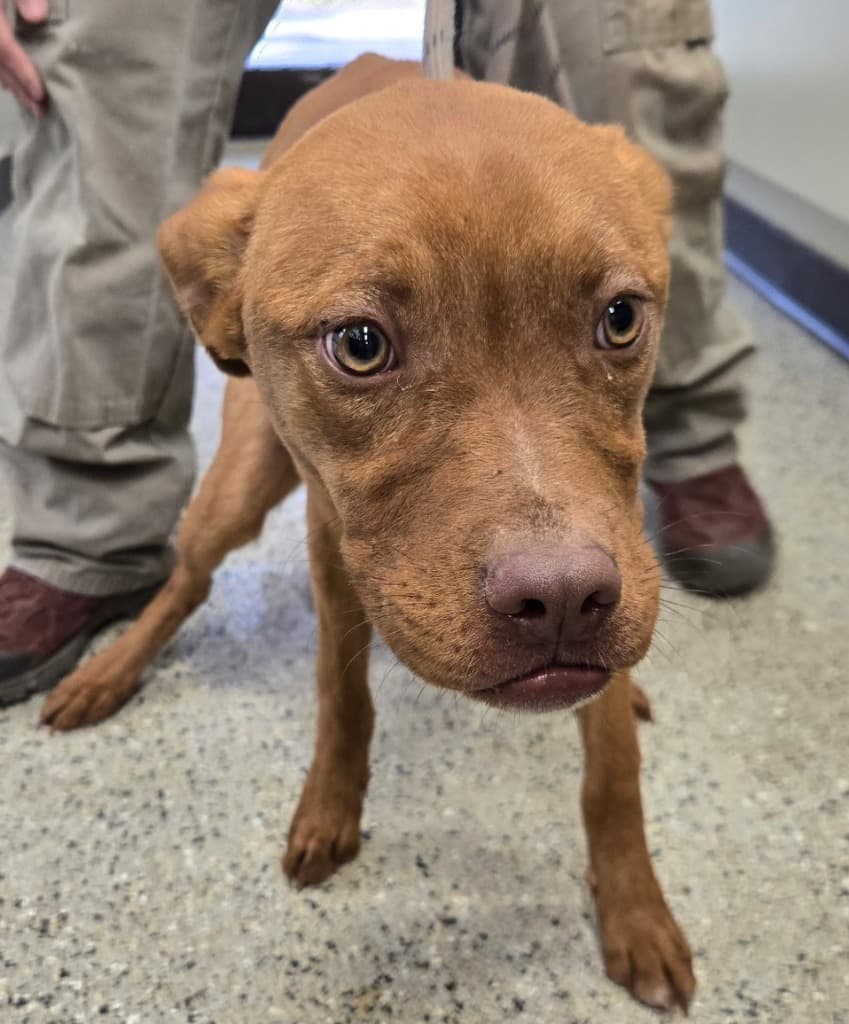 Velvet Underground - Mixed Breed available for adoption at Redemption Paws in Toronto