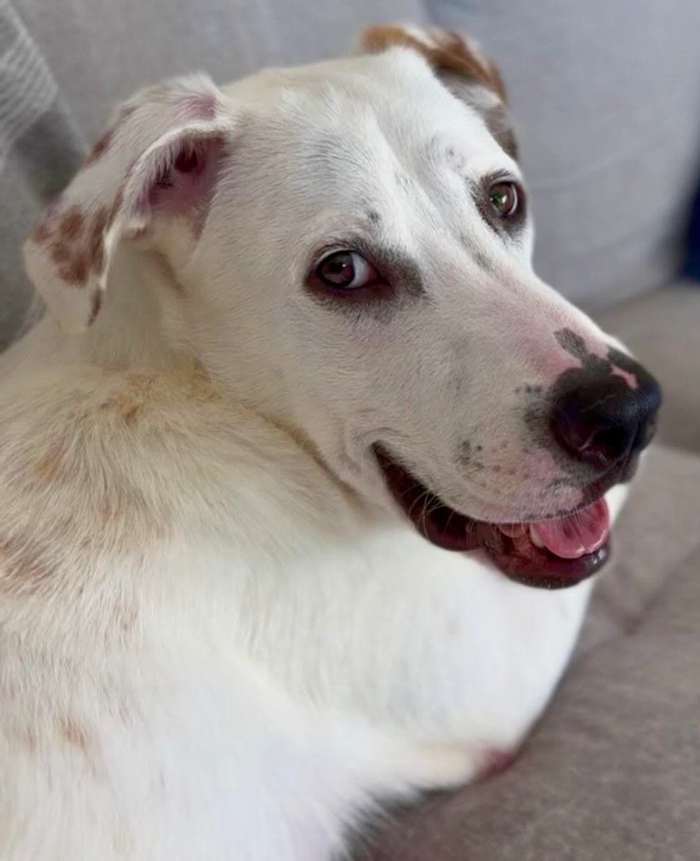 Holmes - Mixed Breed available for adoption at Redemption Paws in Toronto (1 of 3)