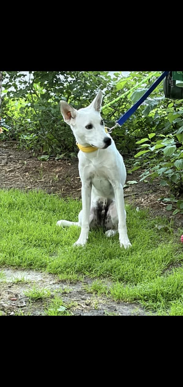 Bologna - Mixed Breed available for adoption at Redemption Paws in Toronto (1 of 3)