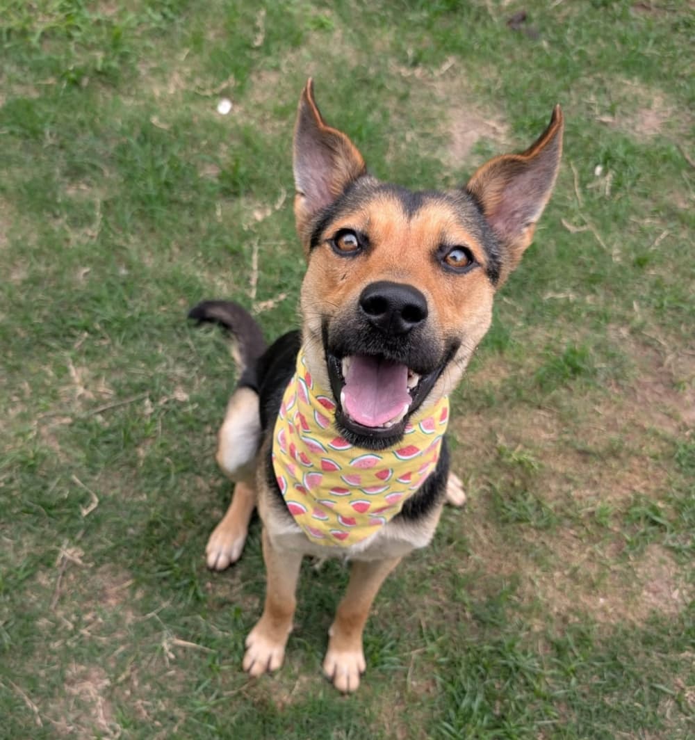 Naples - Mixed Breed available for adoption at Redemption Paws in Toronto
