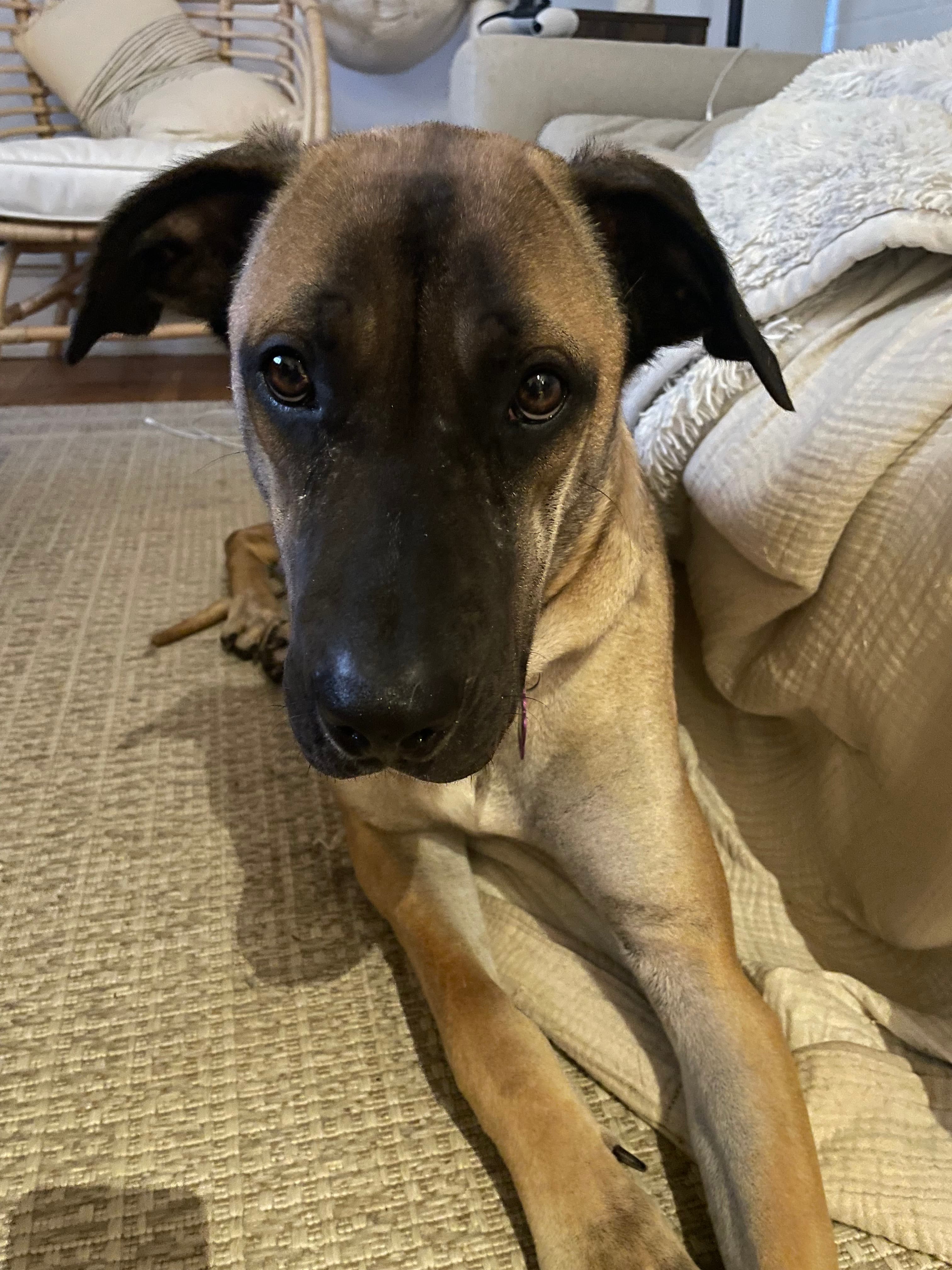 Imola - Mixed Breed available for adoption at Redemption Paws in Toronto (1 of 2)
