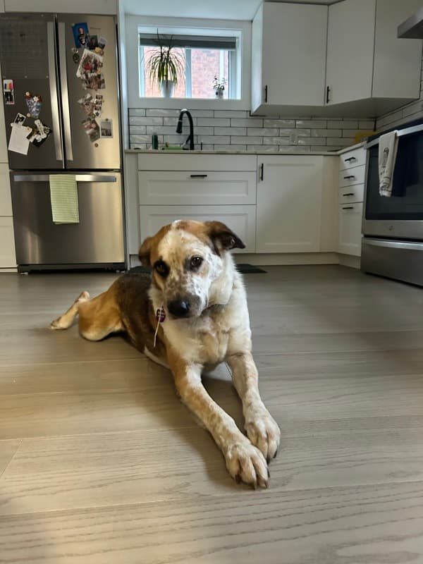 Sidecar - Mixed Breed available for adoption at Redemption Paws in Toronto (1 of 3)