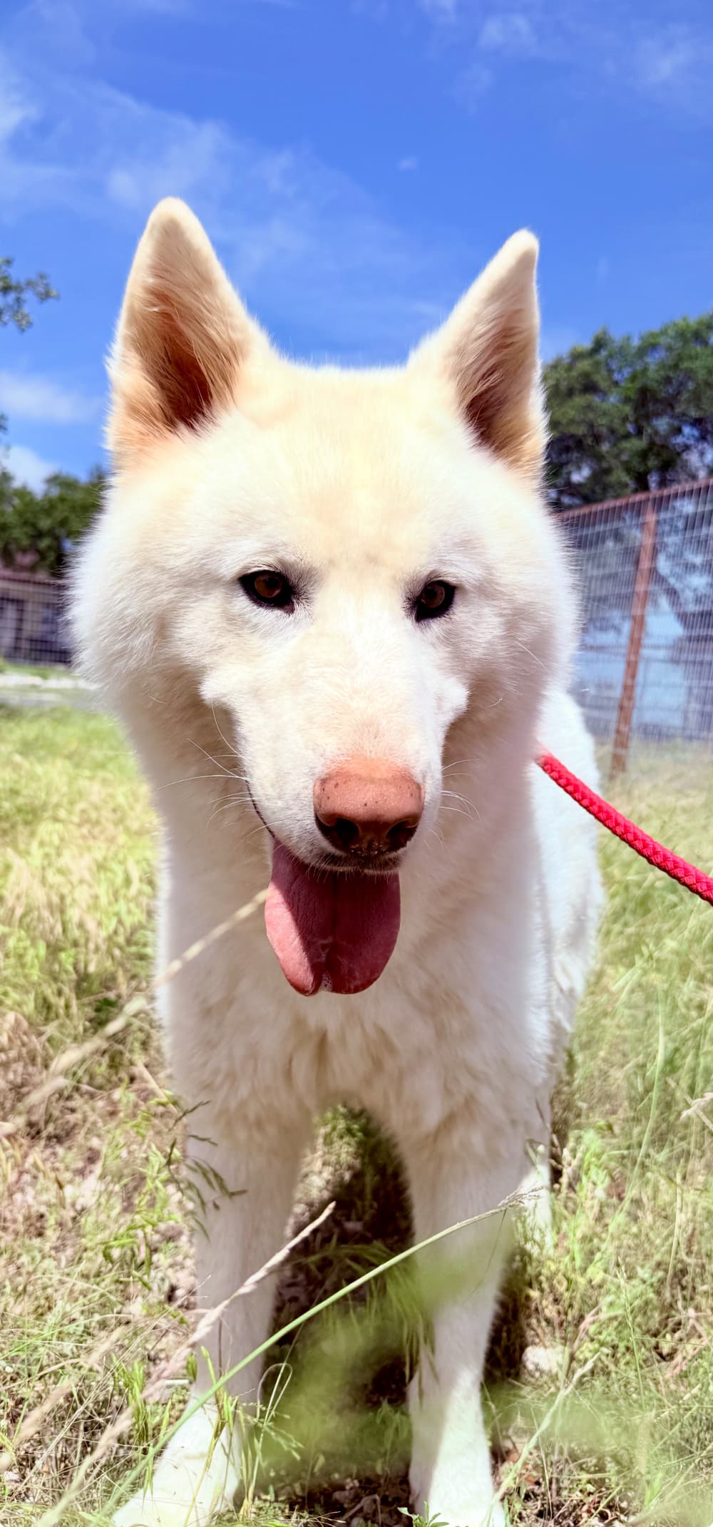 Tivoli - Mixed Breed available for adoption at Redemption Paws in Toronto