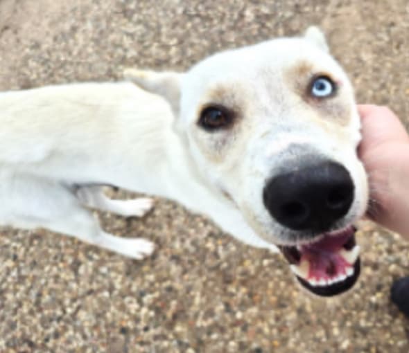 Gaeta - Mixed Breed available for adoption at Redemption Paws in Toronto