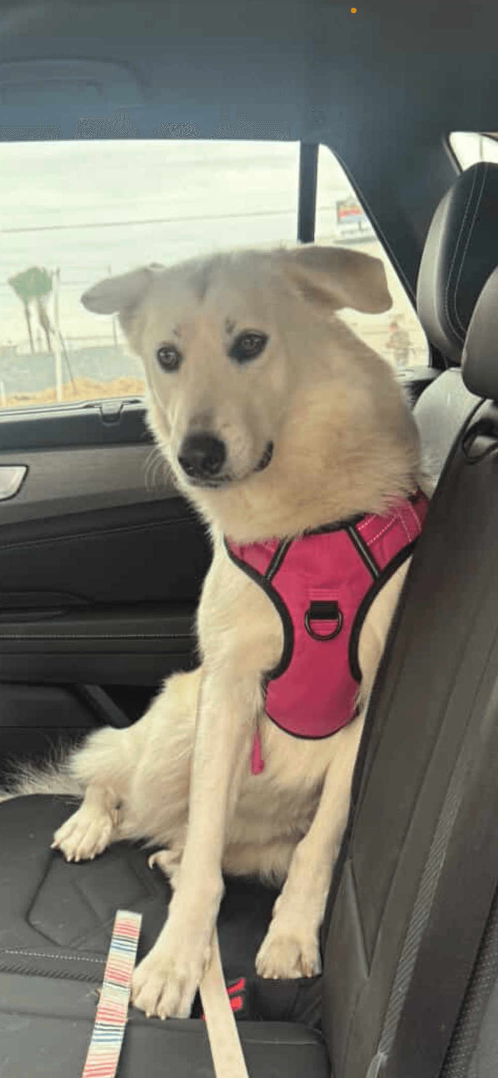 Siracusa - Mixed Breed available for adoption at Redemption Paws in Toronto