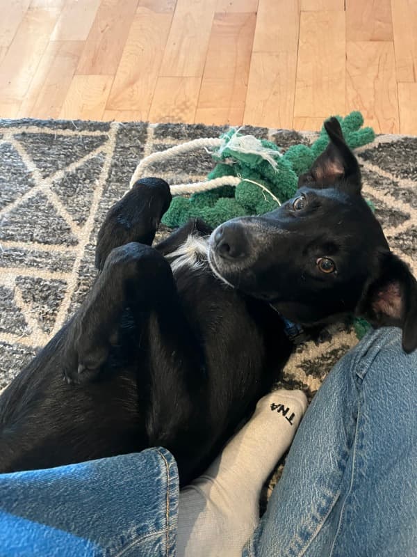 Singapore Sling - Mixed Breed available for adoption in Calgary