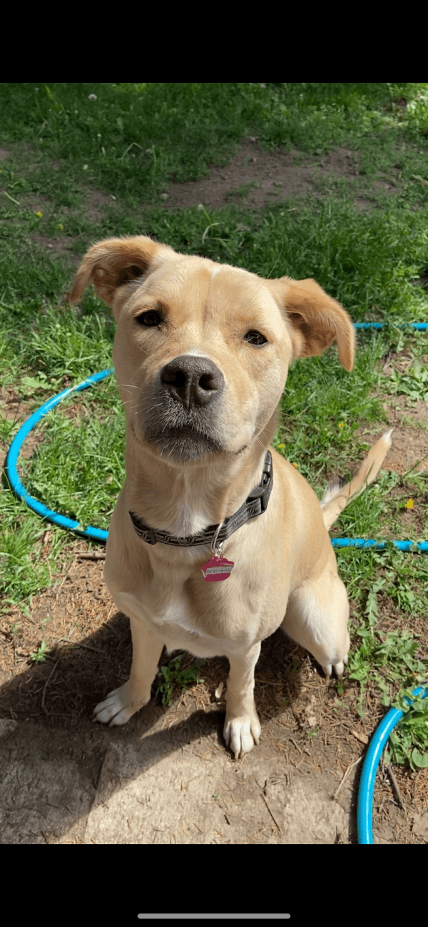 Reykjavik - Mixed Breed available for adoption at Redemption Paws in Toronto (1 of 3)