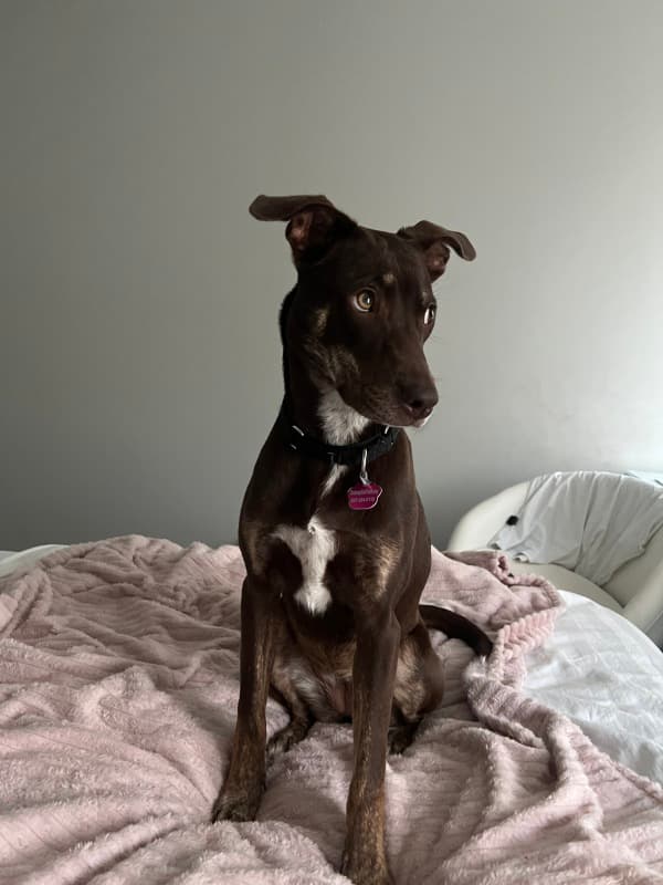Yas Marina - Mixed Breed available for adoption at Redemption Paws in Toronto (1 of 3)
