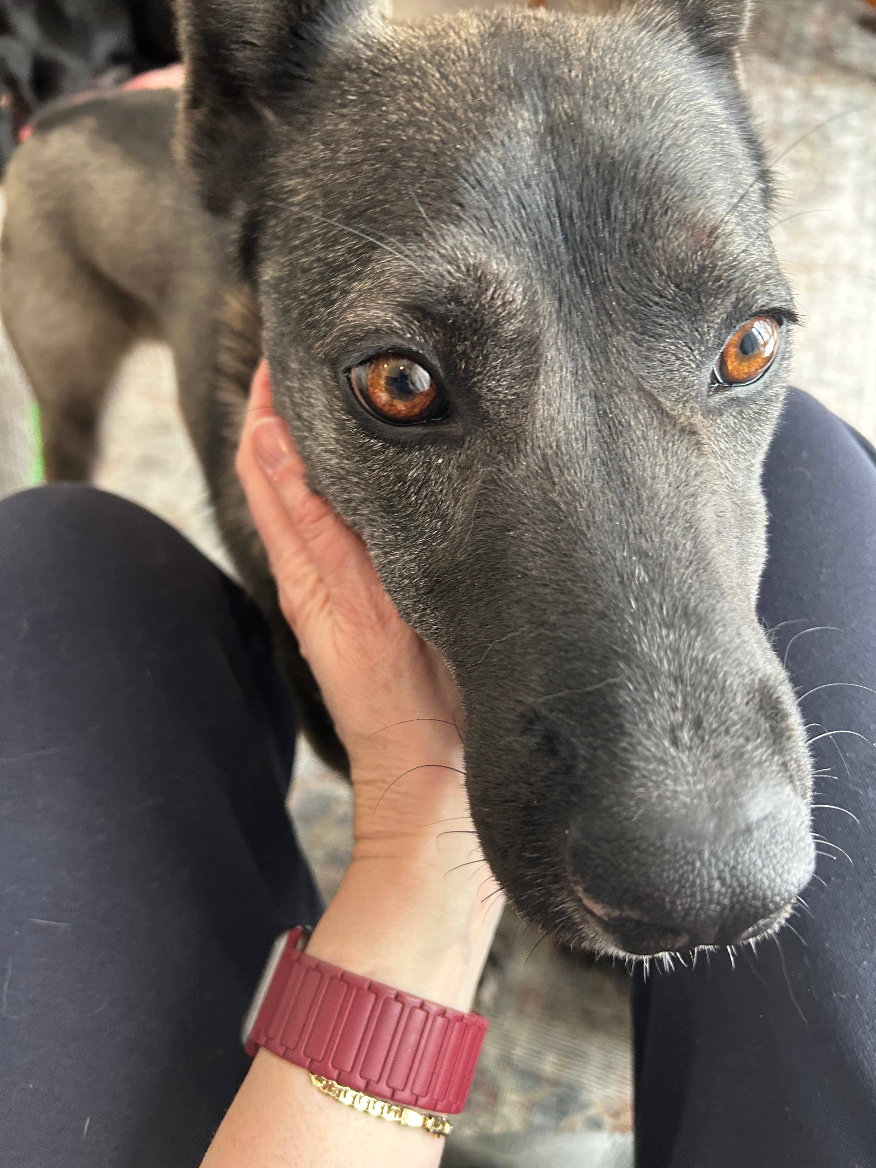 Benedict - Mixed Breed available for adoption at Redemption Paws in Toronto (1 of 3)