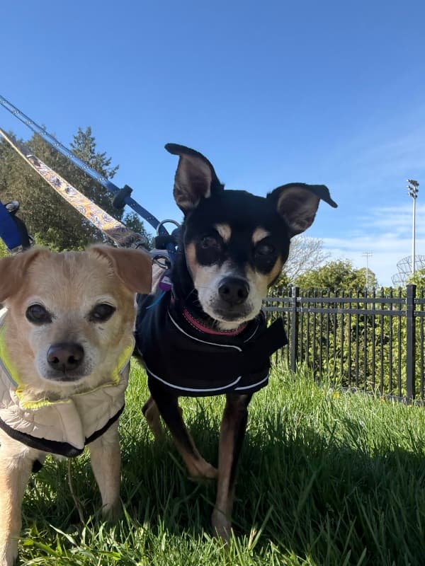 Lees Palace - Mixed Breed available for adoption at Redemption Paws in Toronto (1 of 3)