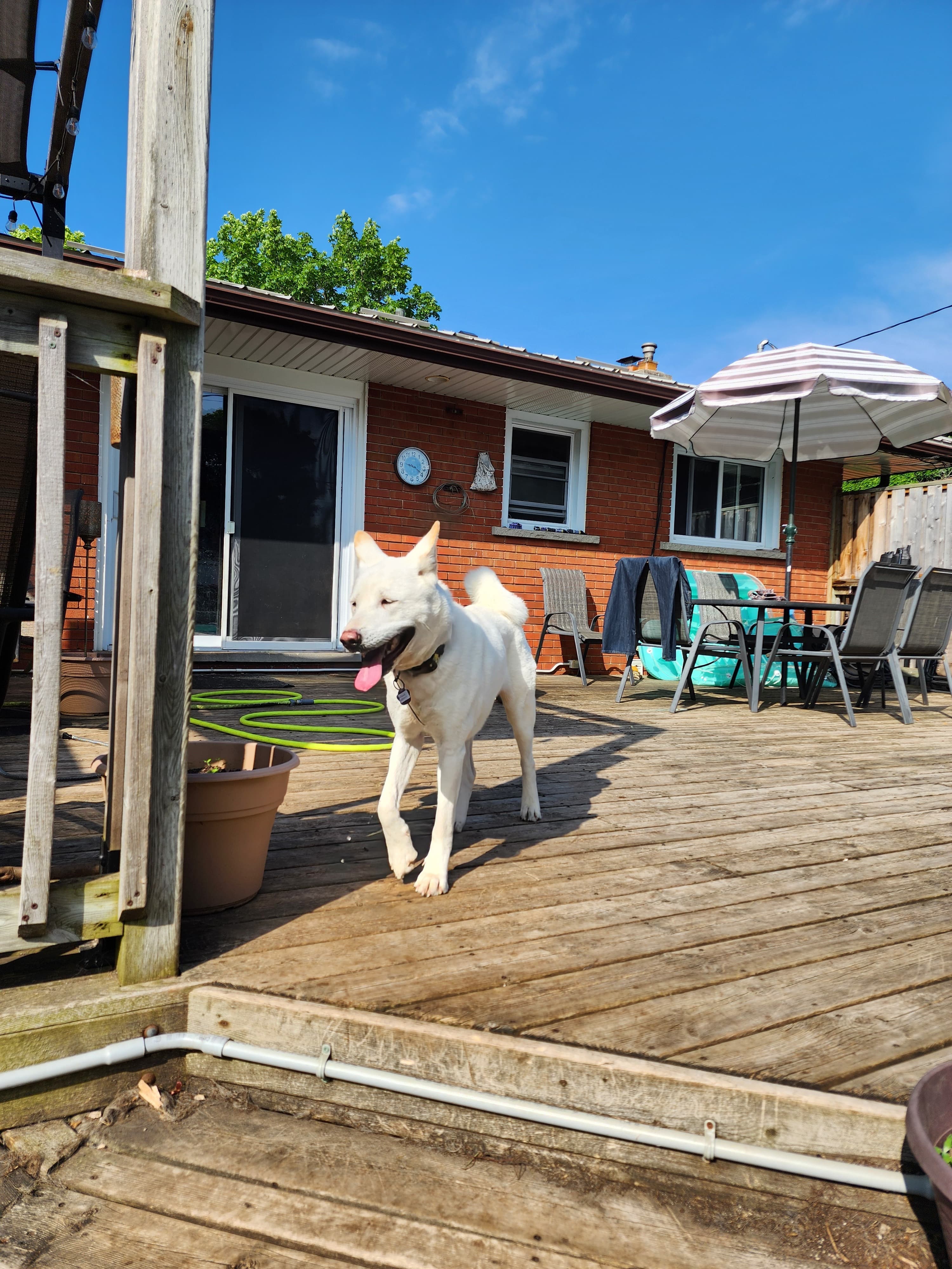 Kensal Green - Mixed Breed available for adoption in Calgary