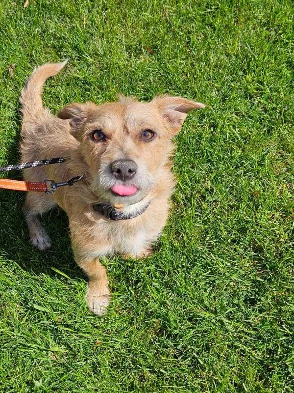 Kir Royale - Mixed Breed available for adoption at Redemption Paws in Toronto (1 of 3)