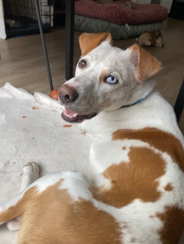 Matador - Mixed Breed available for adoption at Redemption Paws in Toronto (1 of 2)