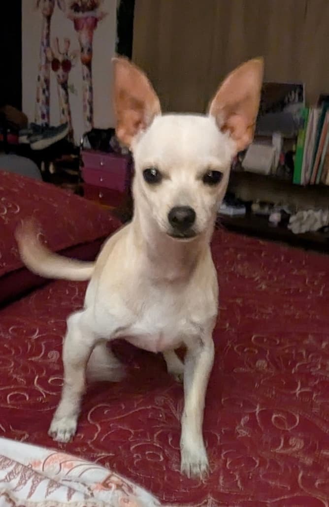 Varese - Mixed Breed available for adoption at Redemption Paws in Toronto