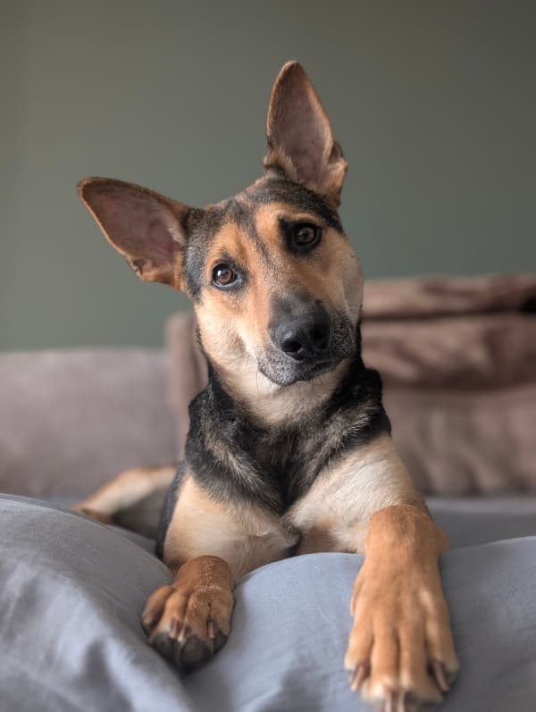 Baby Buck - Mixed Breed available for adoption at Redemption Paws in Toronto (1 of 3)