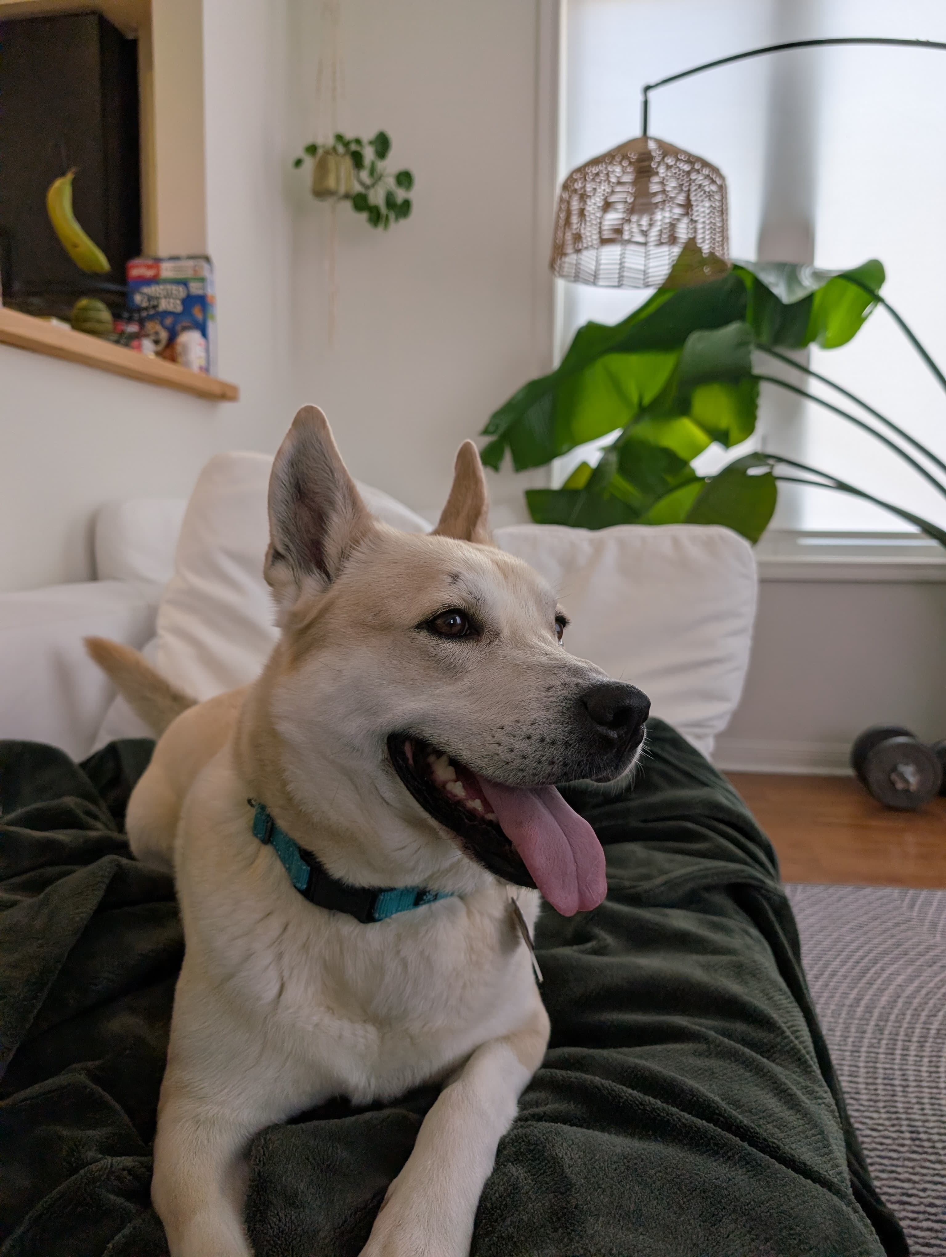 Darjeeling - Mixed Breed available for adoption at Redemption Paws in Toronto (1 of 3)