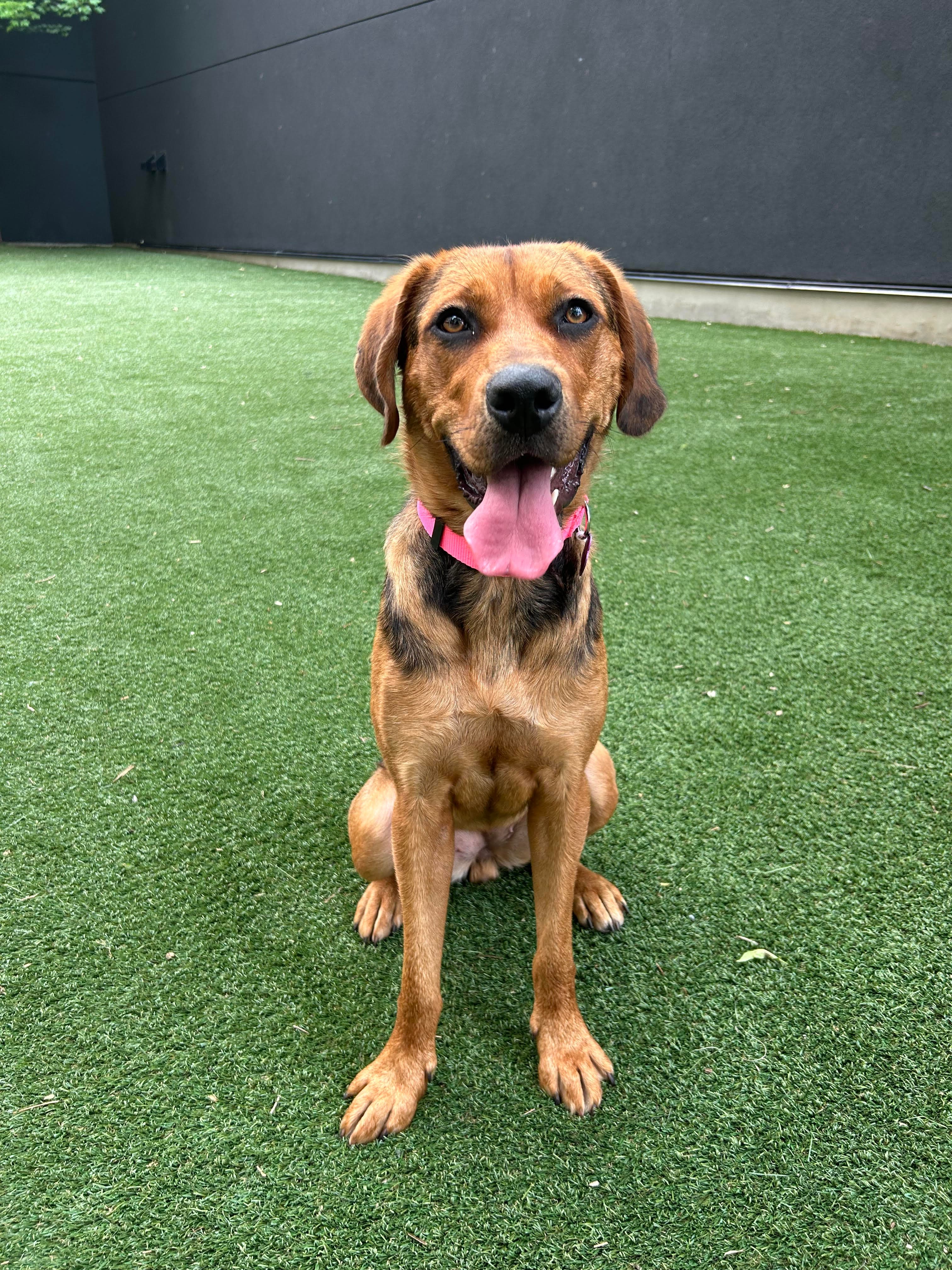 Robin - Mixed Breed available for adoption at Redemption Paws in Toronto (1 of 3)