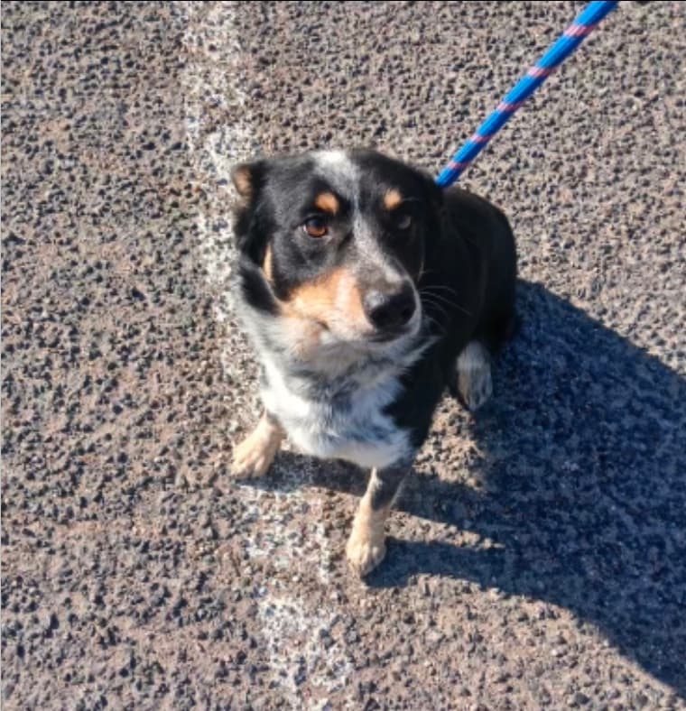 Jack Daniels - Mixed Breed available for adoption in Calgary